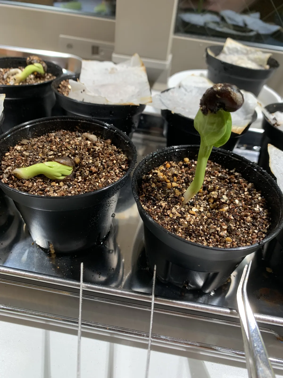 Adansonia gregorii (アダンソニア（バオバブ）グレゴリー)