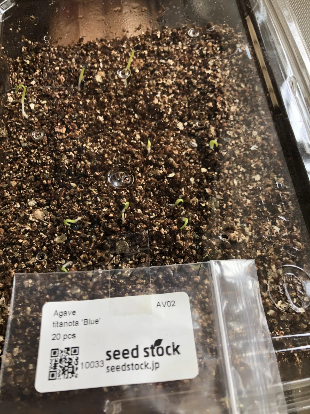 Agave titanota 'Blue' (アガベ チタノタブルー)