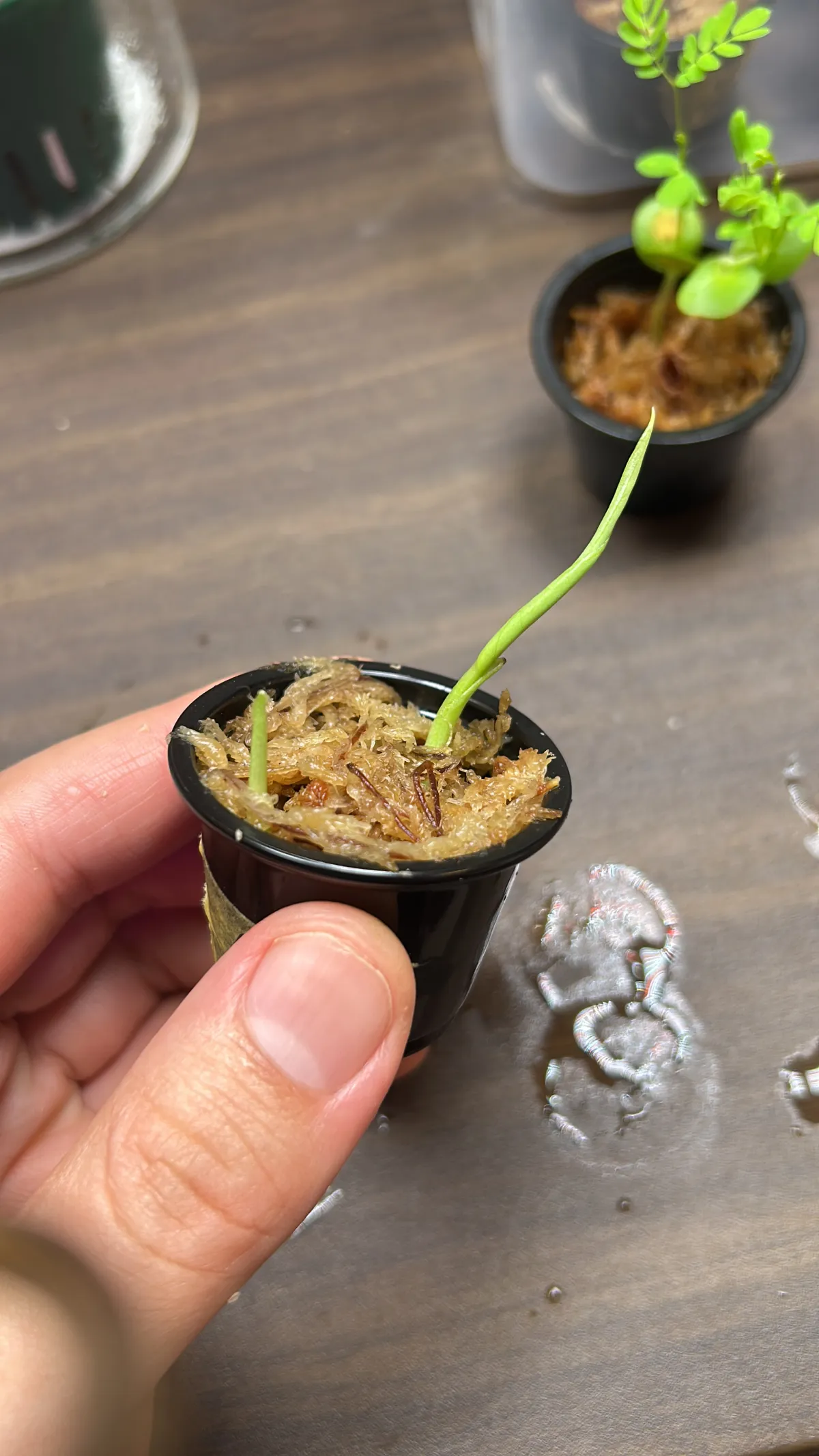 Monstera deliciosa Tauerii (モンステラ タウエリー)