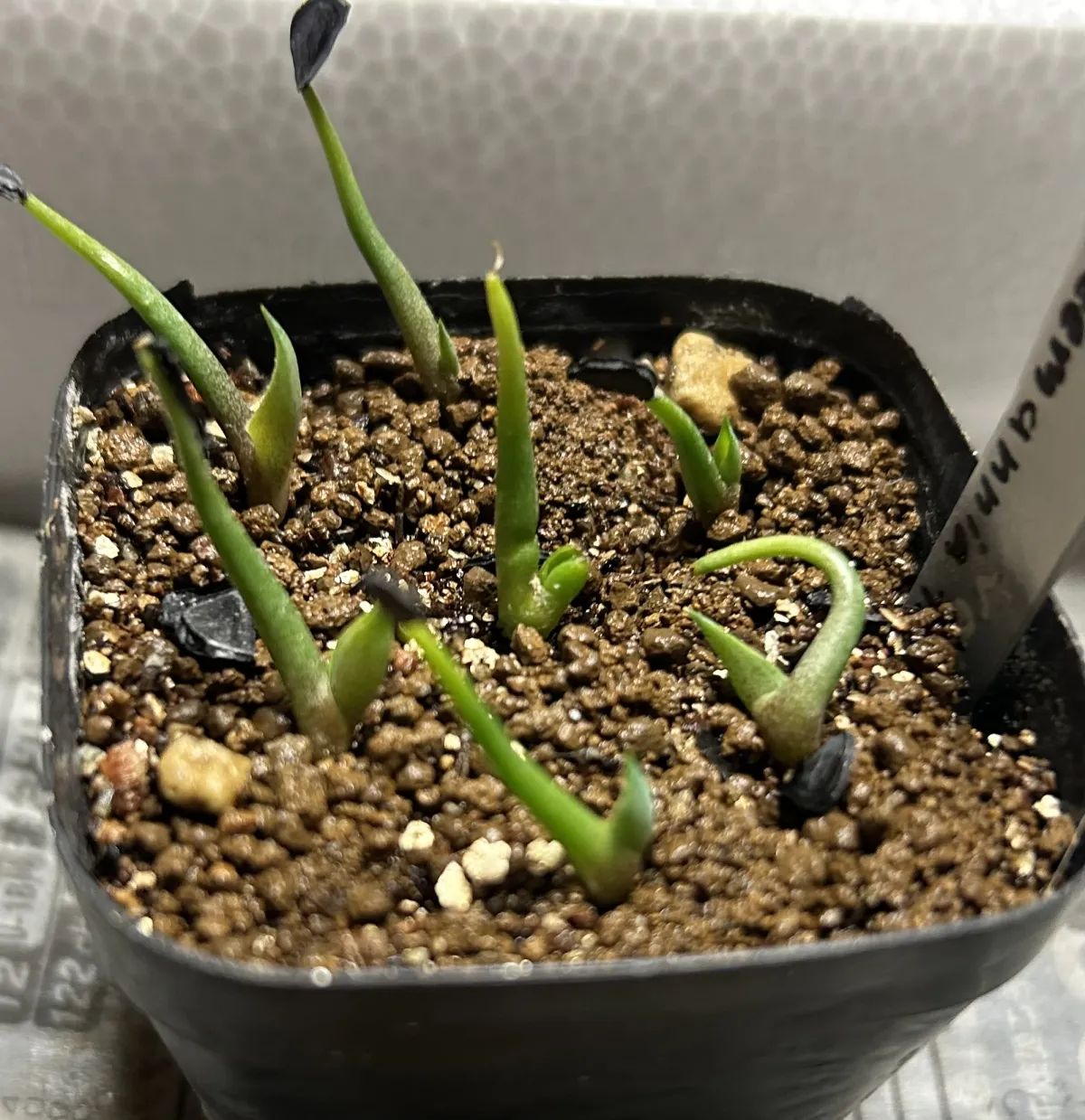 Agave obscura (アガベ オブスキュラ)