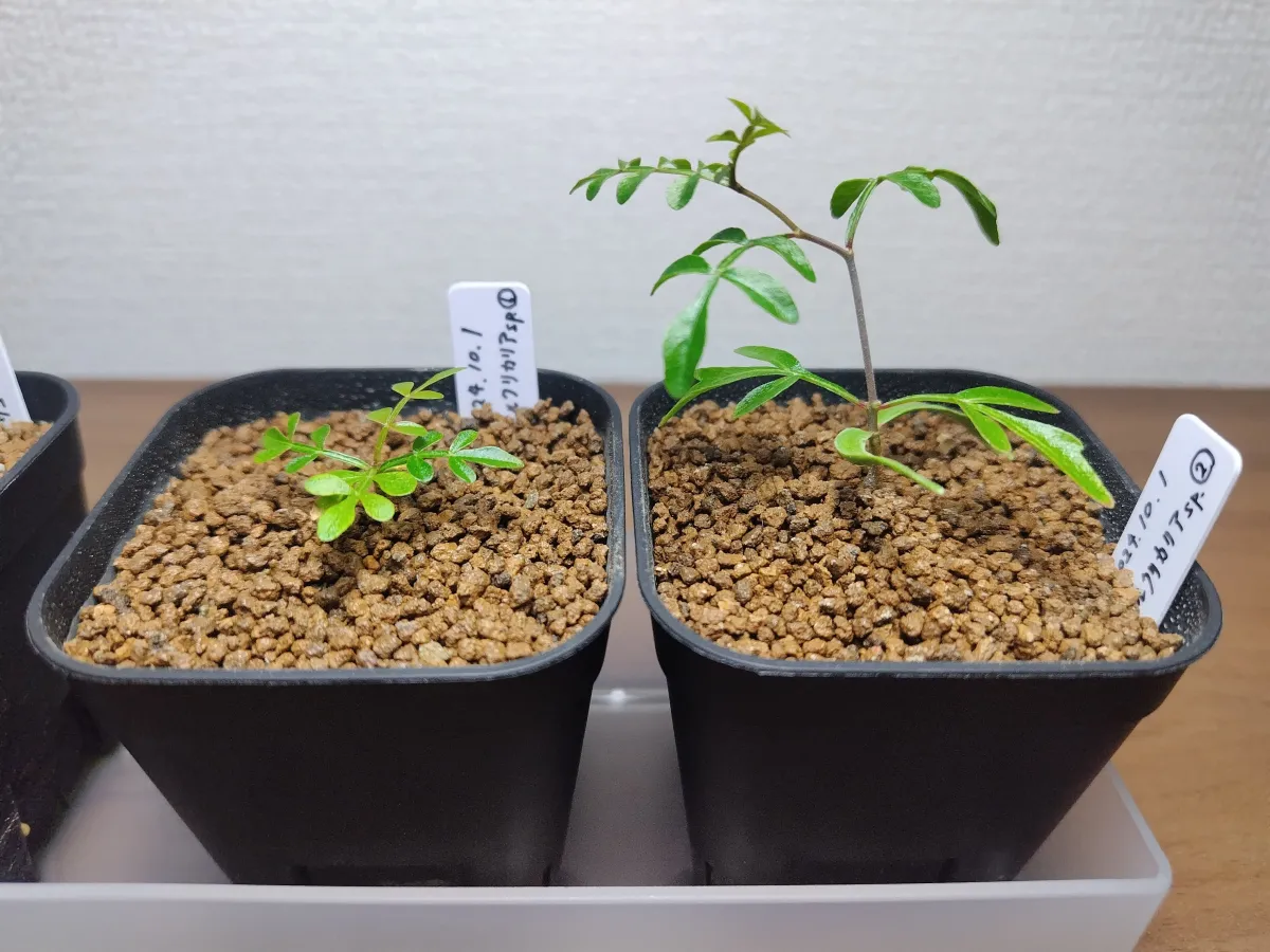 Operculicarya sp (オペルクリカリア)