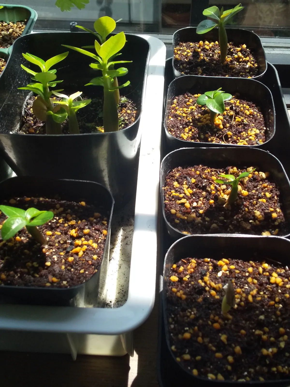 Adenium obesum Dorset Horn (DHA) (アデニウム ドーセットホーン)