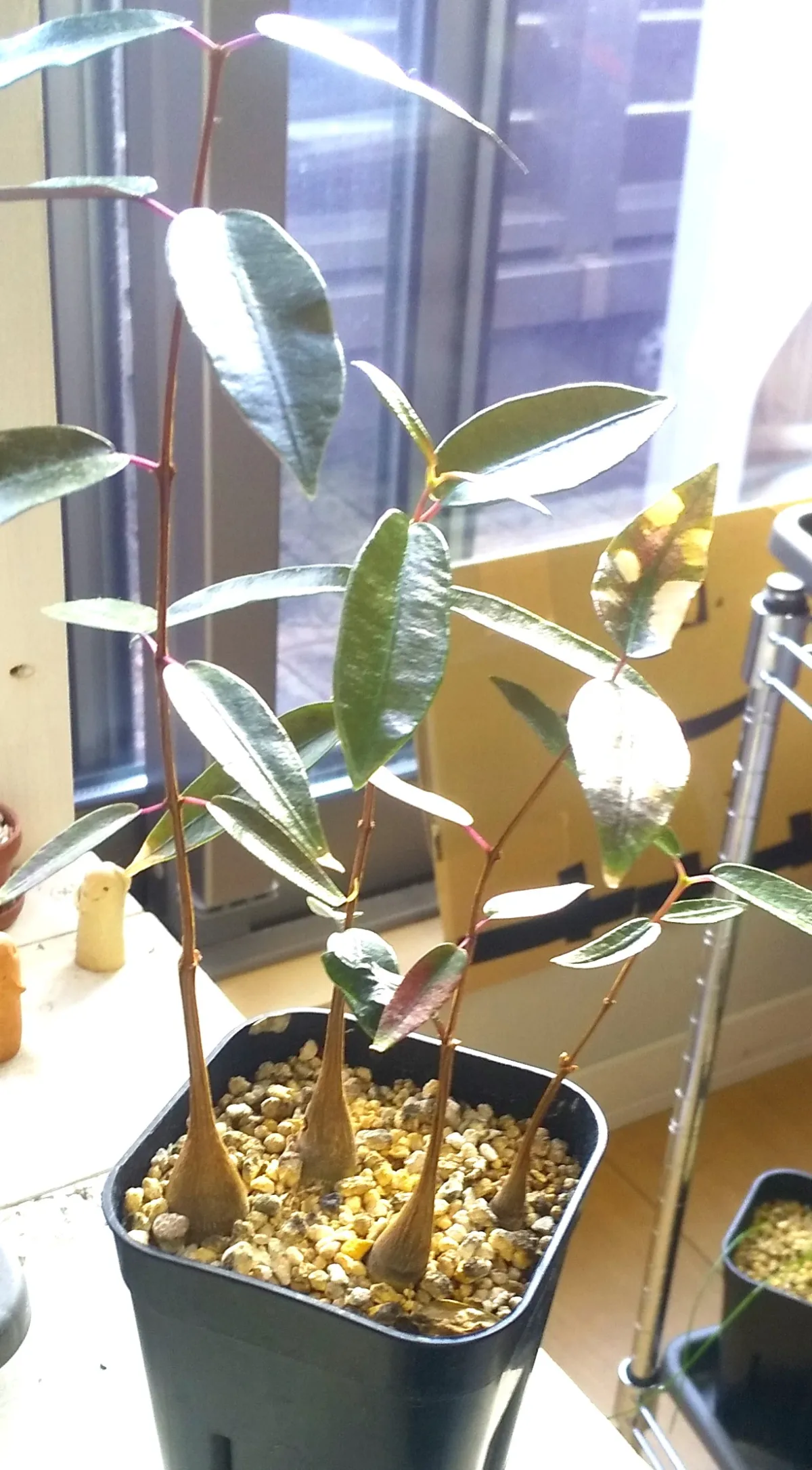 Petopentia natalensis (ペトペンチア ナタレンシス)