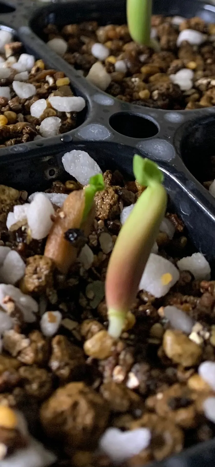 Adenium arabicum Black Giant (アデニウム アラビカム ブラックジャイアント)