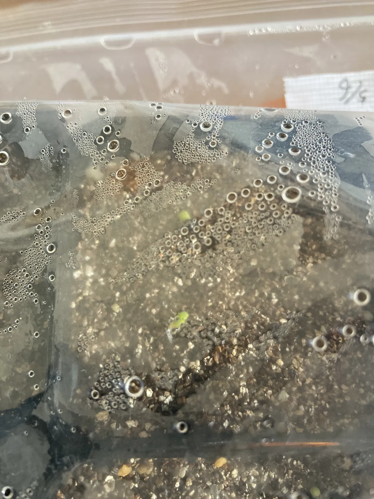 Astrophytum asterias (アストロフィツム スーパー兜)