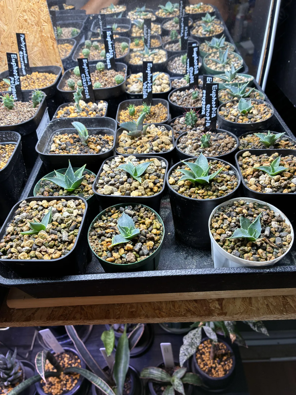 Agave utahensis var. eborispina (アガベ エボリスピナ)