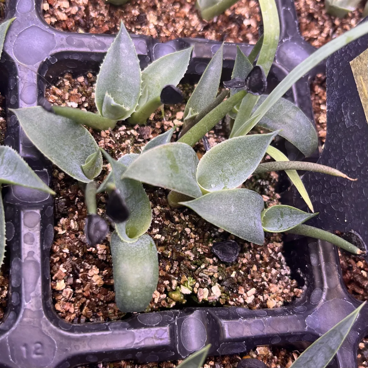 Agave seemanniana (アガベ シーマニアナ)