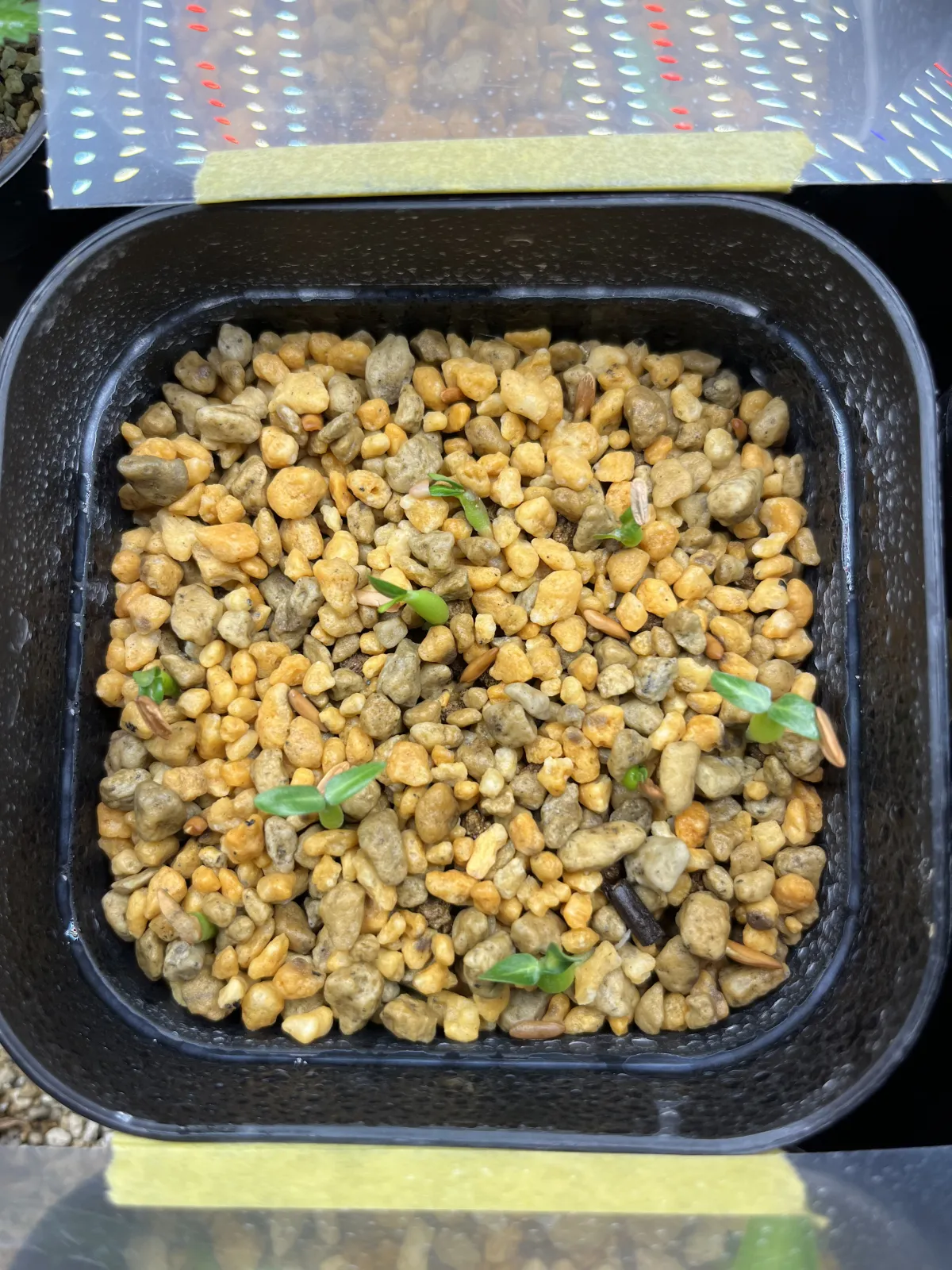 Pachypodium rosulatum ssp. cactipes (パキポディウム カクチペス)