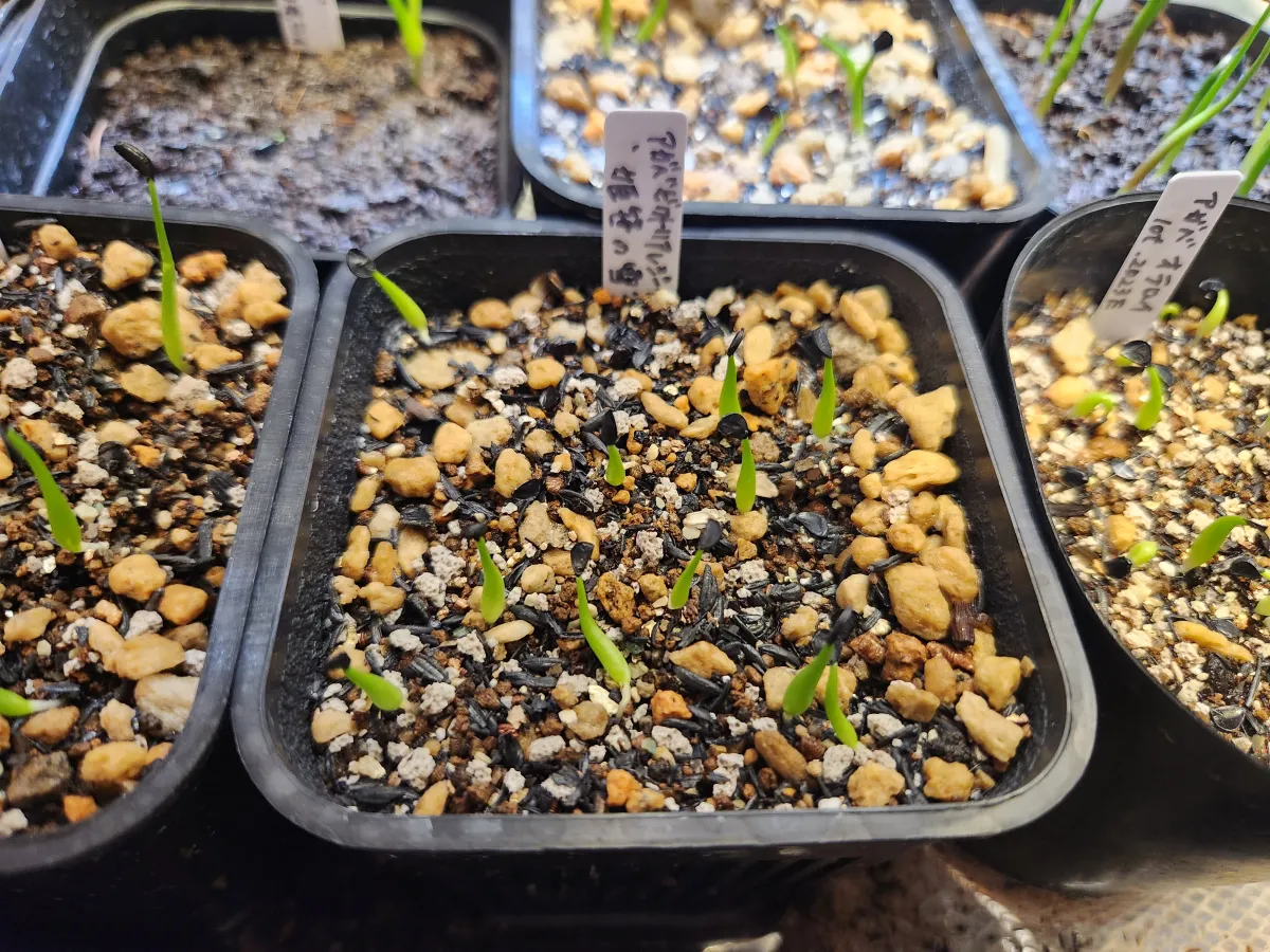 Agave victoriae-reginae Compacta (アガベ ビクトリアレジーナコンパクト)