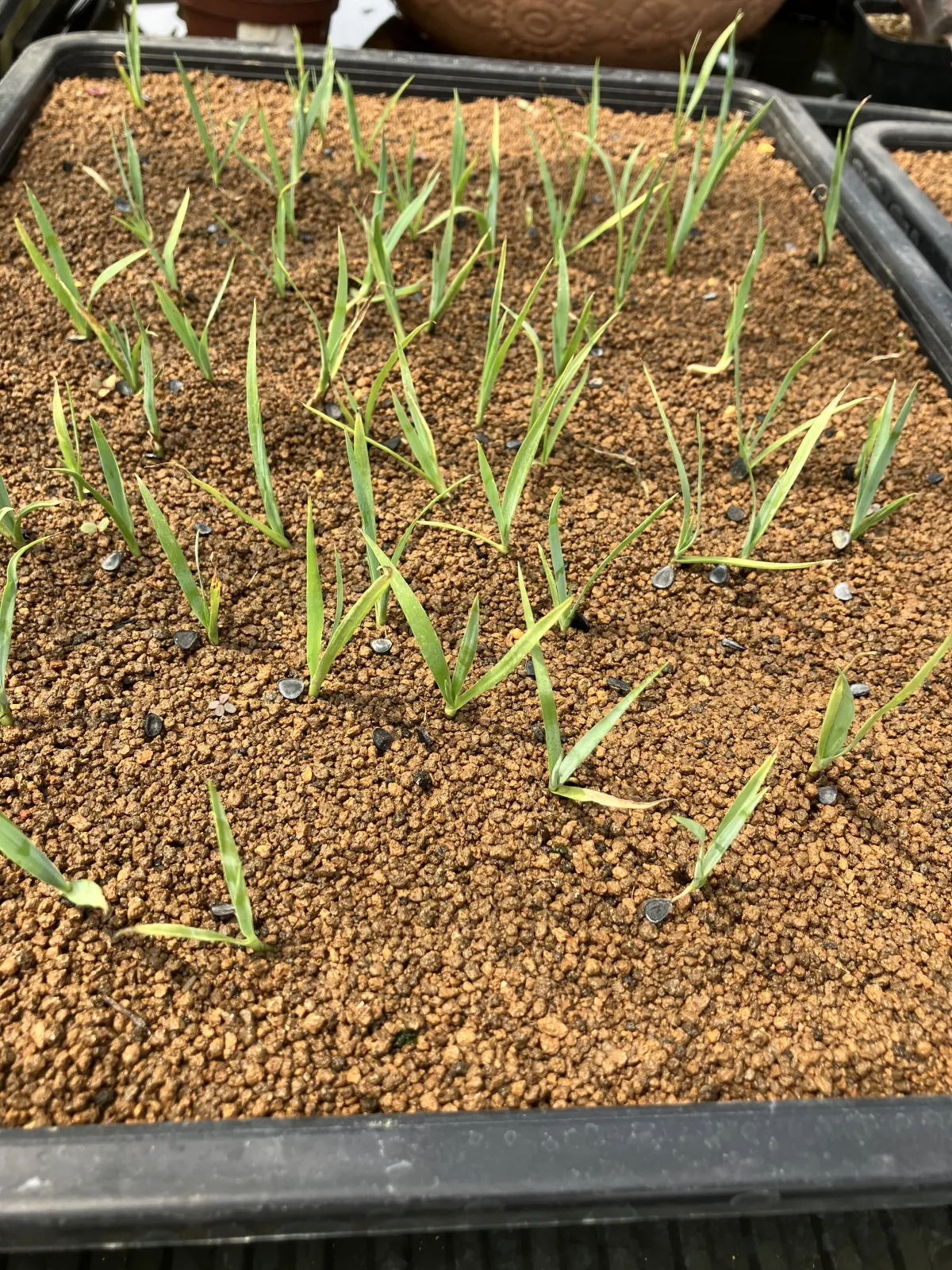 Yucca rostrata (ユッカ ロストラータ)