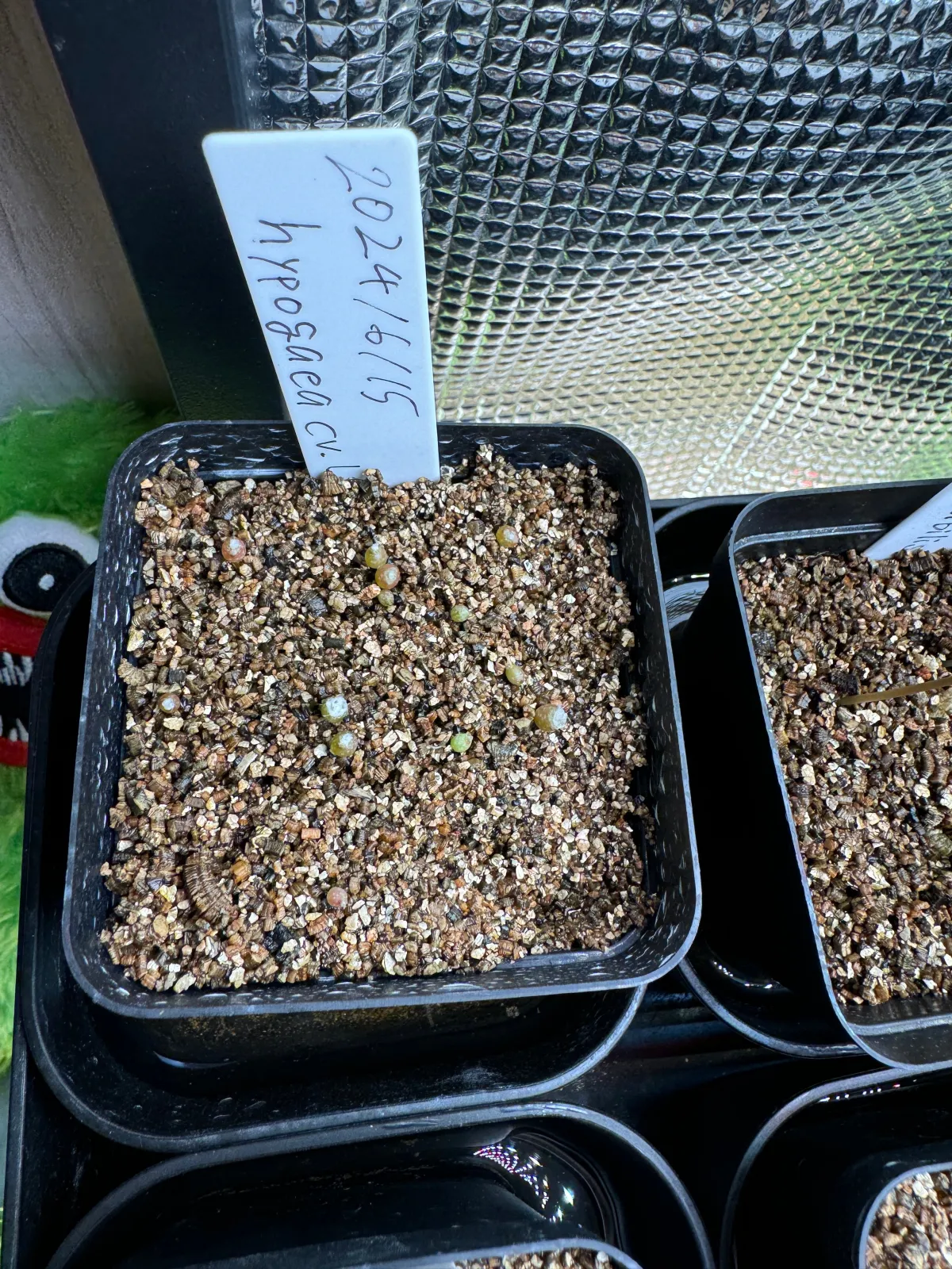 Copiapoa hypogaea Lizard Skin (コピアポア リザードスキン)