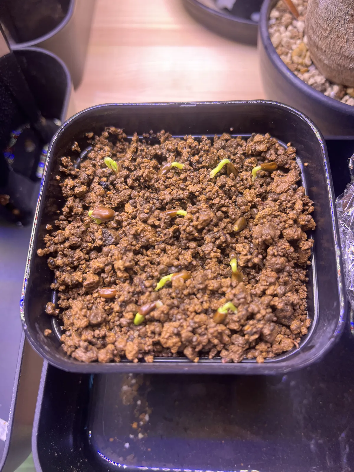 Senna meridionalis (センナ メリディオナリス)