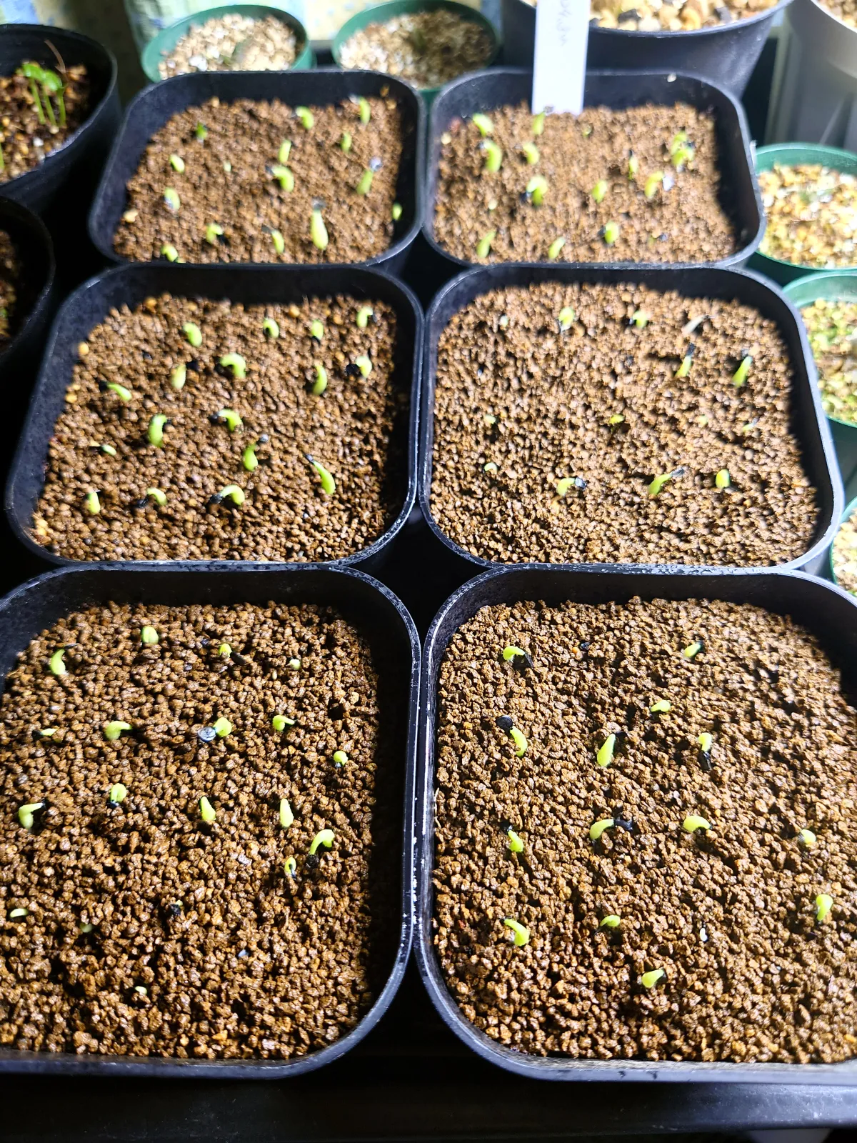 Agave oteroi (アガベ オテロイ)