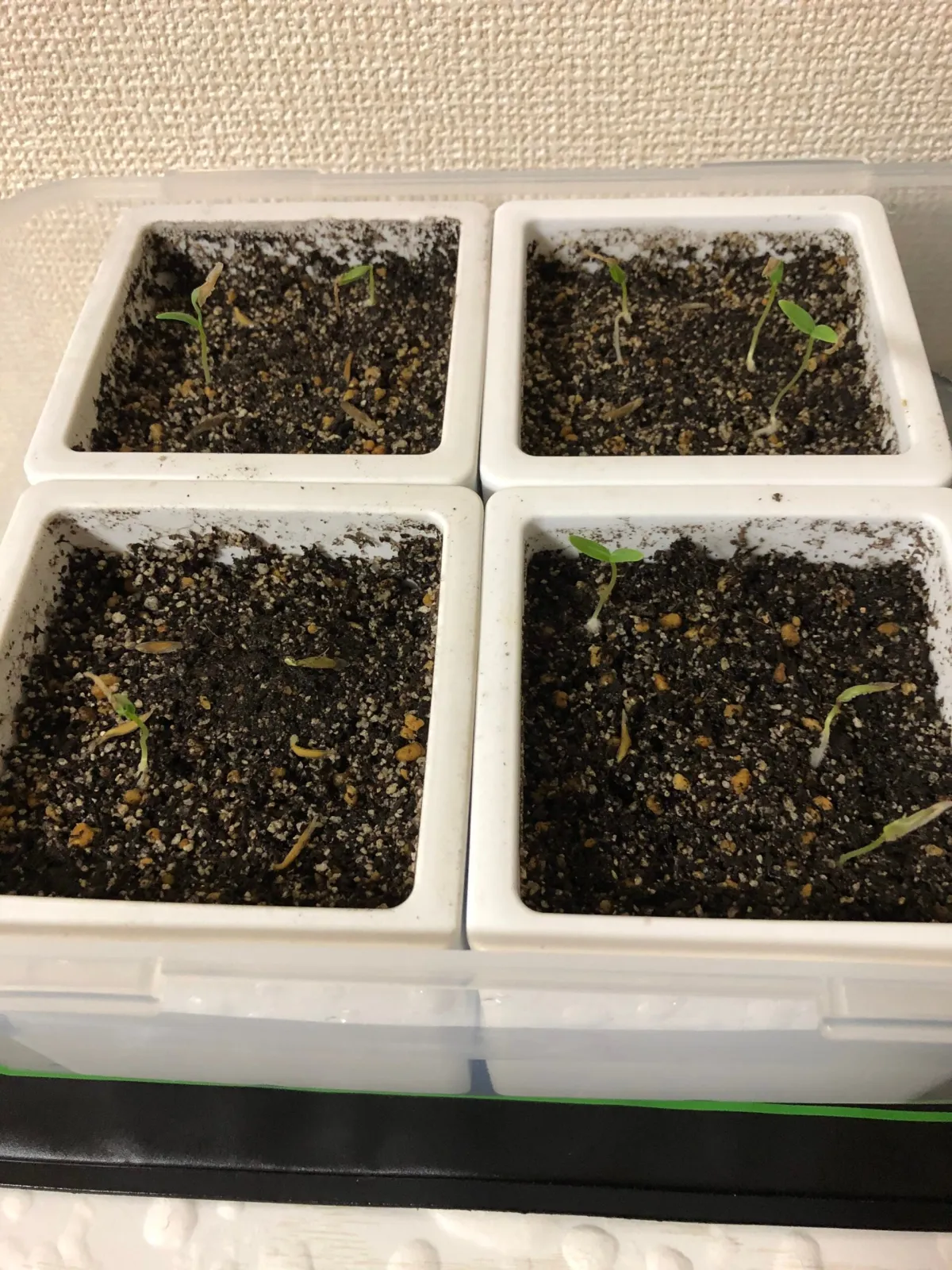 Fouquieria columnaris (フォークイエリア コルムナリス 観峰玉)