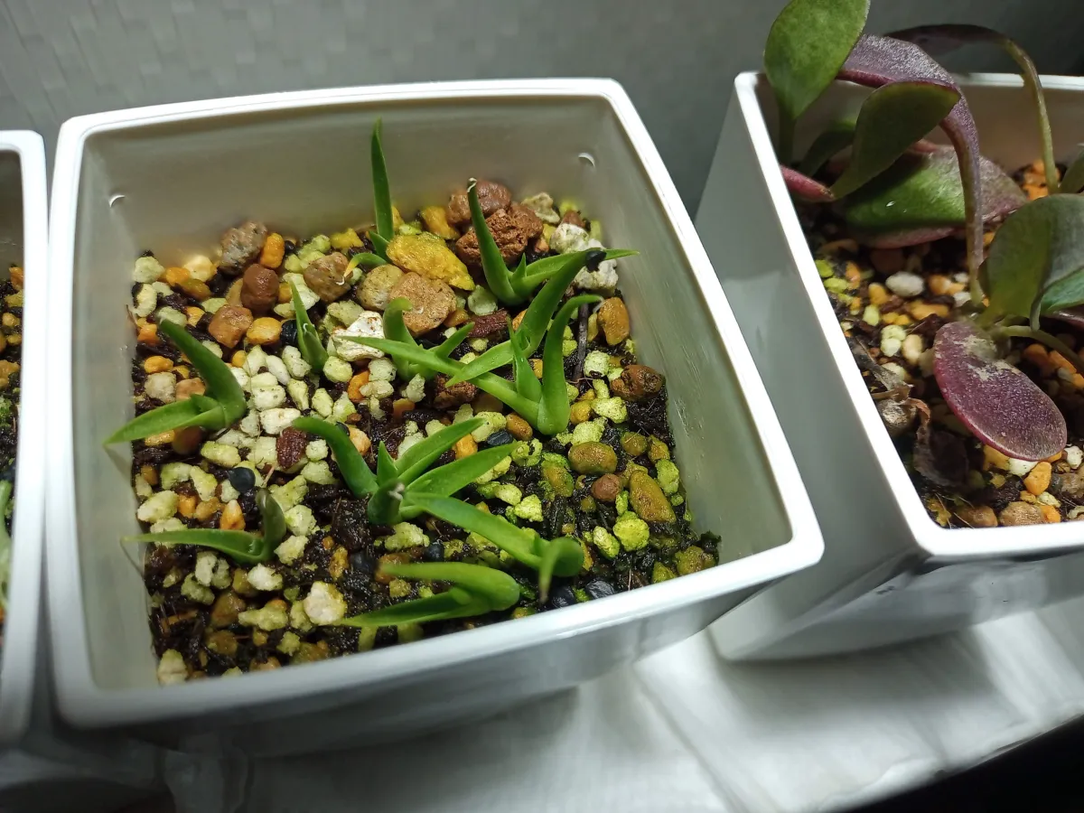 Agave utahensis var. eborispina (アガベ エボリスピナ)