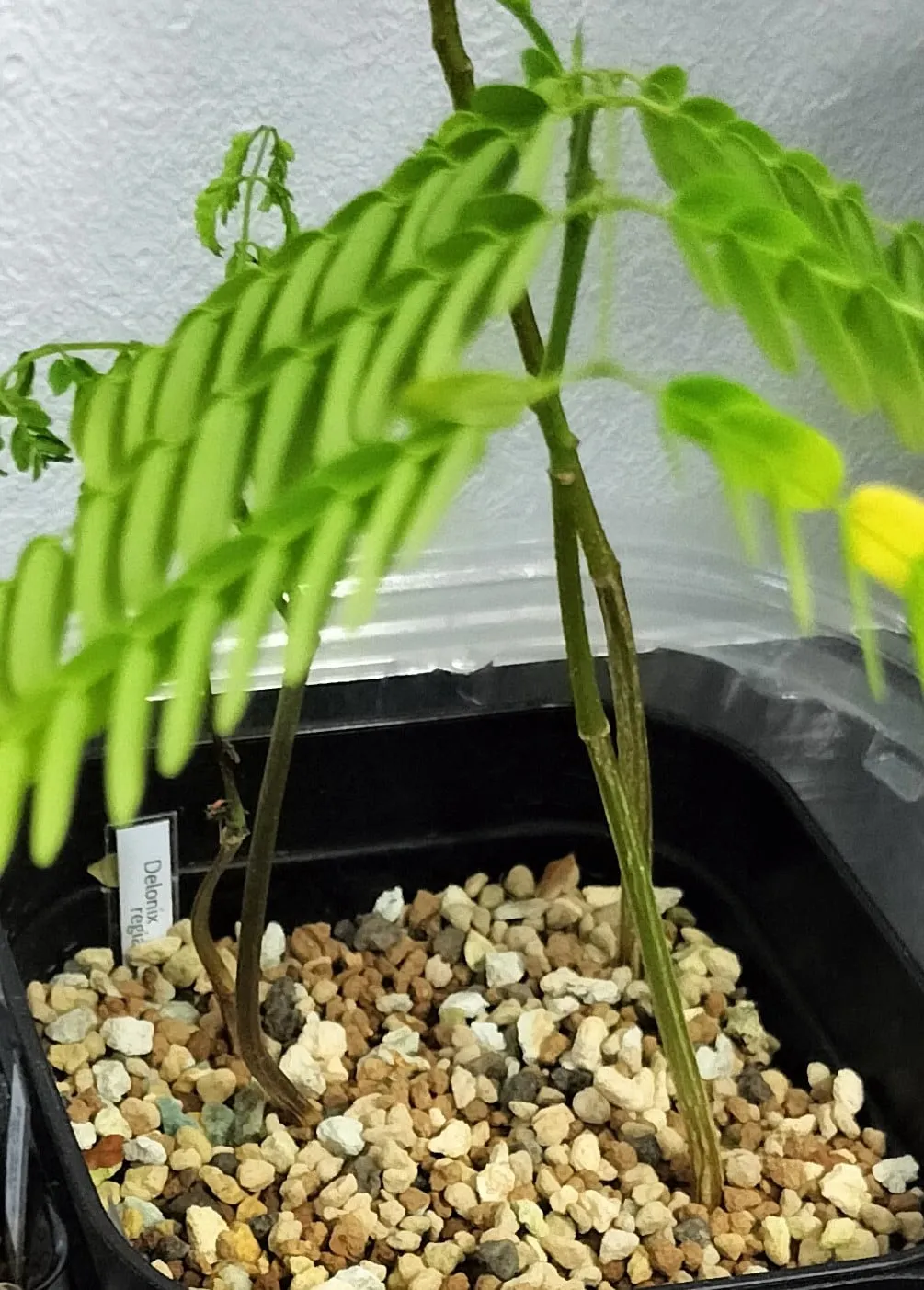 Delonix regia var. flavida (デロニクス レジア 鳳凰木)