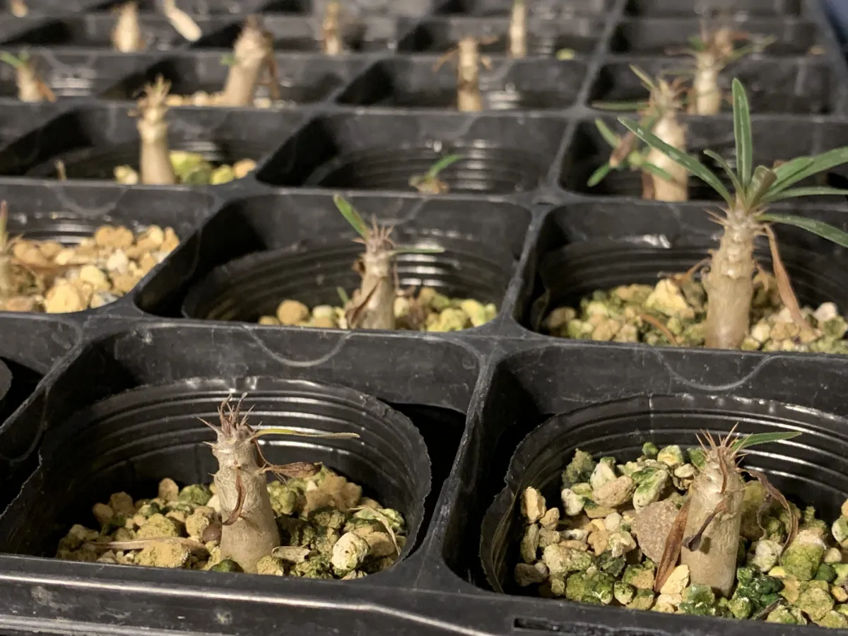 Pachypodium rosulatum var. gracilius (パキポディウム グラキリス)