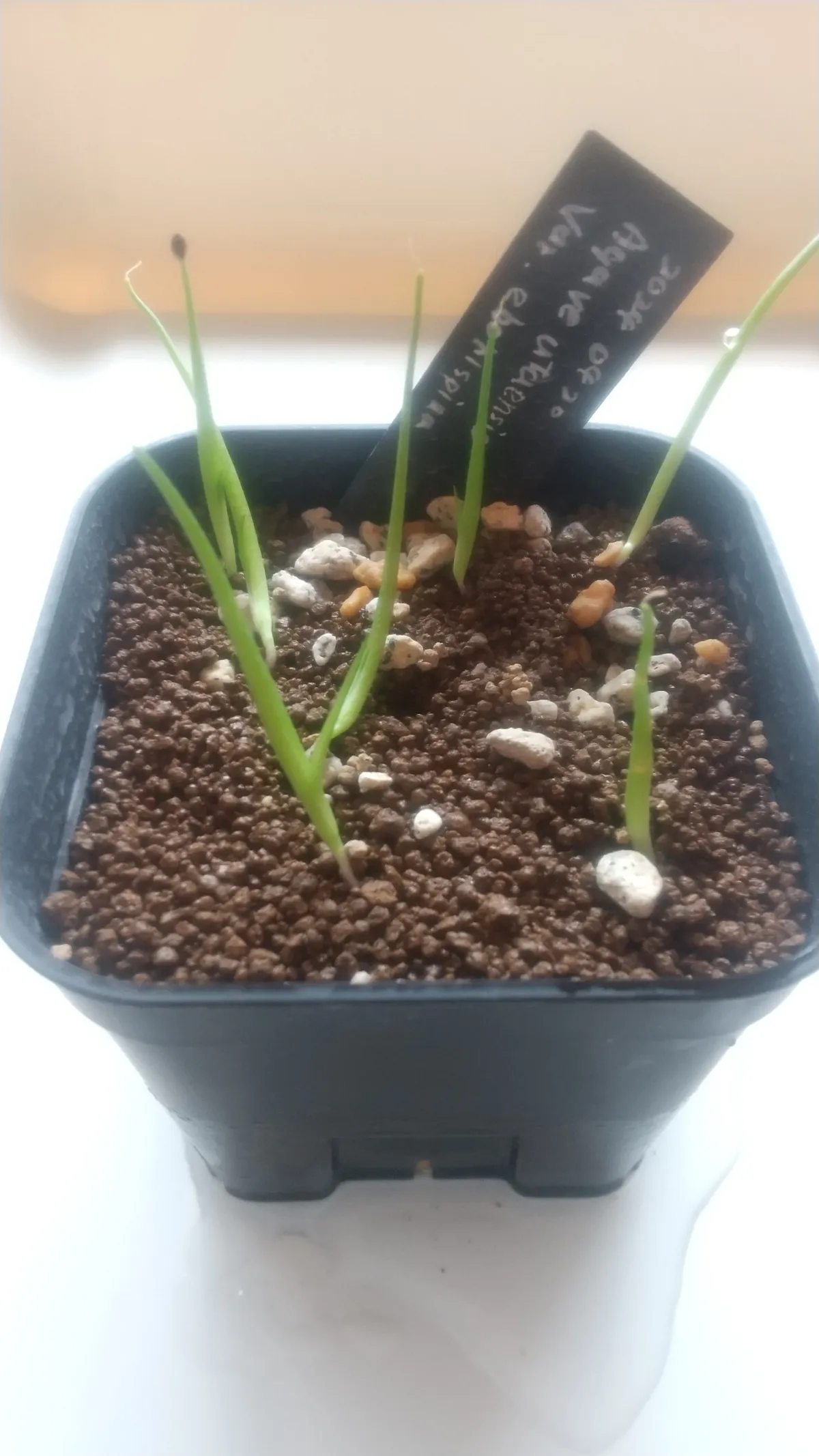 Agave utahensis var. eborispina (アガベ エボリスピナ)