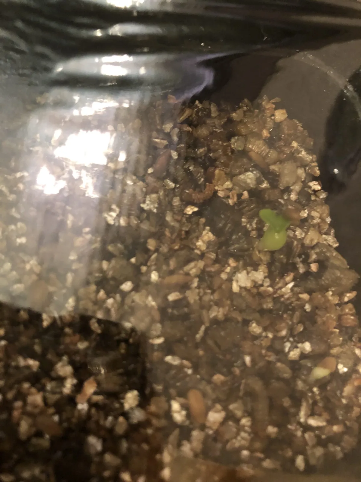 Pachypodium bispinosum (パキポディウム ビスピノーサム)