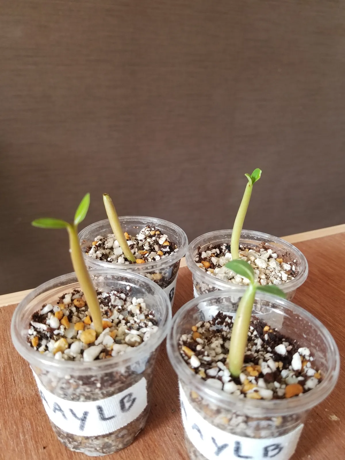 Adenium arabicum (アデニウム アラビカム)