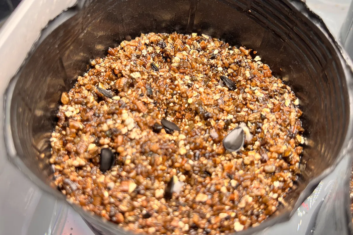 Agave colorata Mescal Ceniza (アガベ コロラータ)