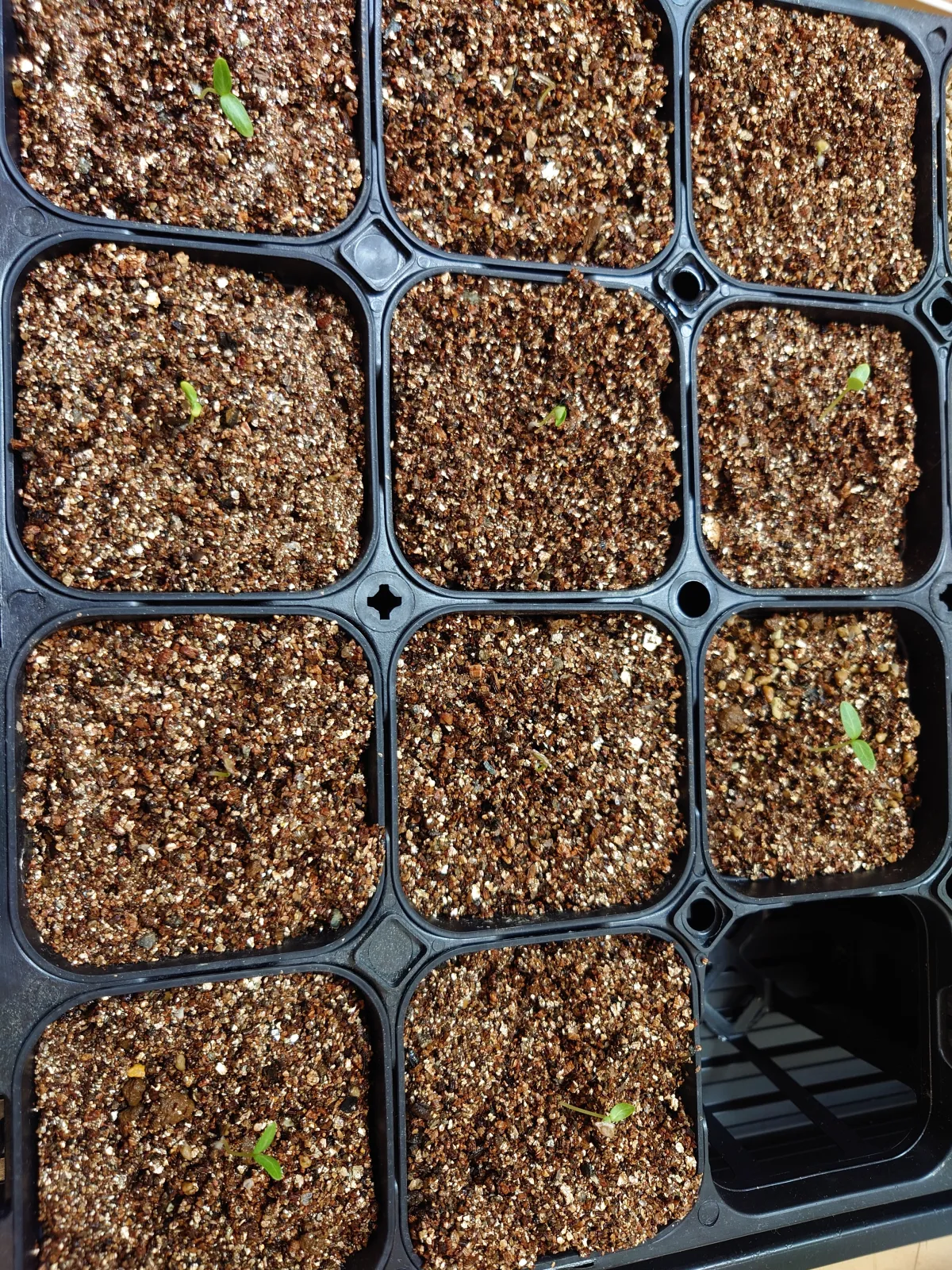 Fouquieria purpusii (フォークイエリア プルプシー)