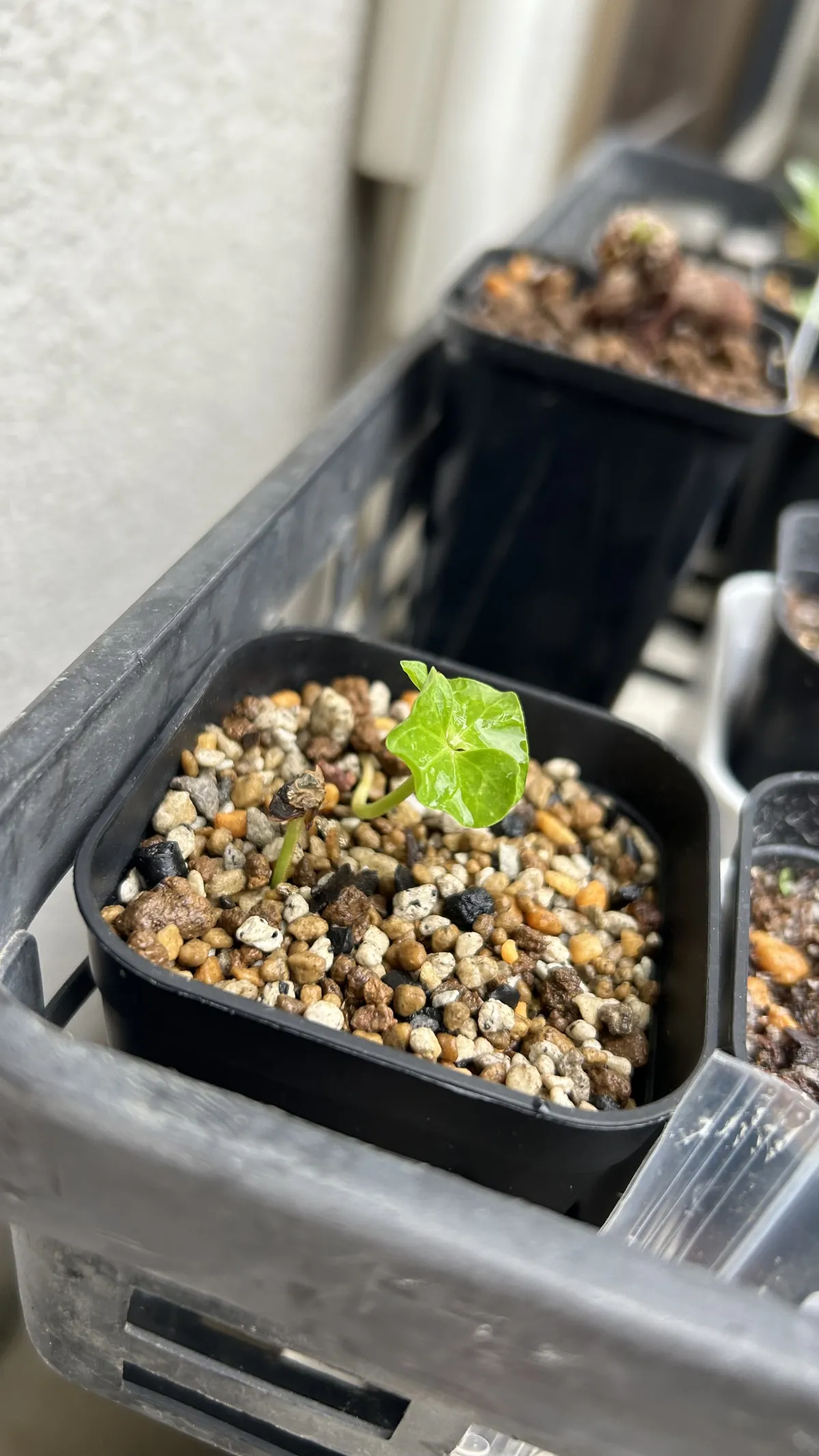 Commiphora orbicularis (コミフォラ オルビクラリス)