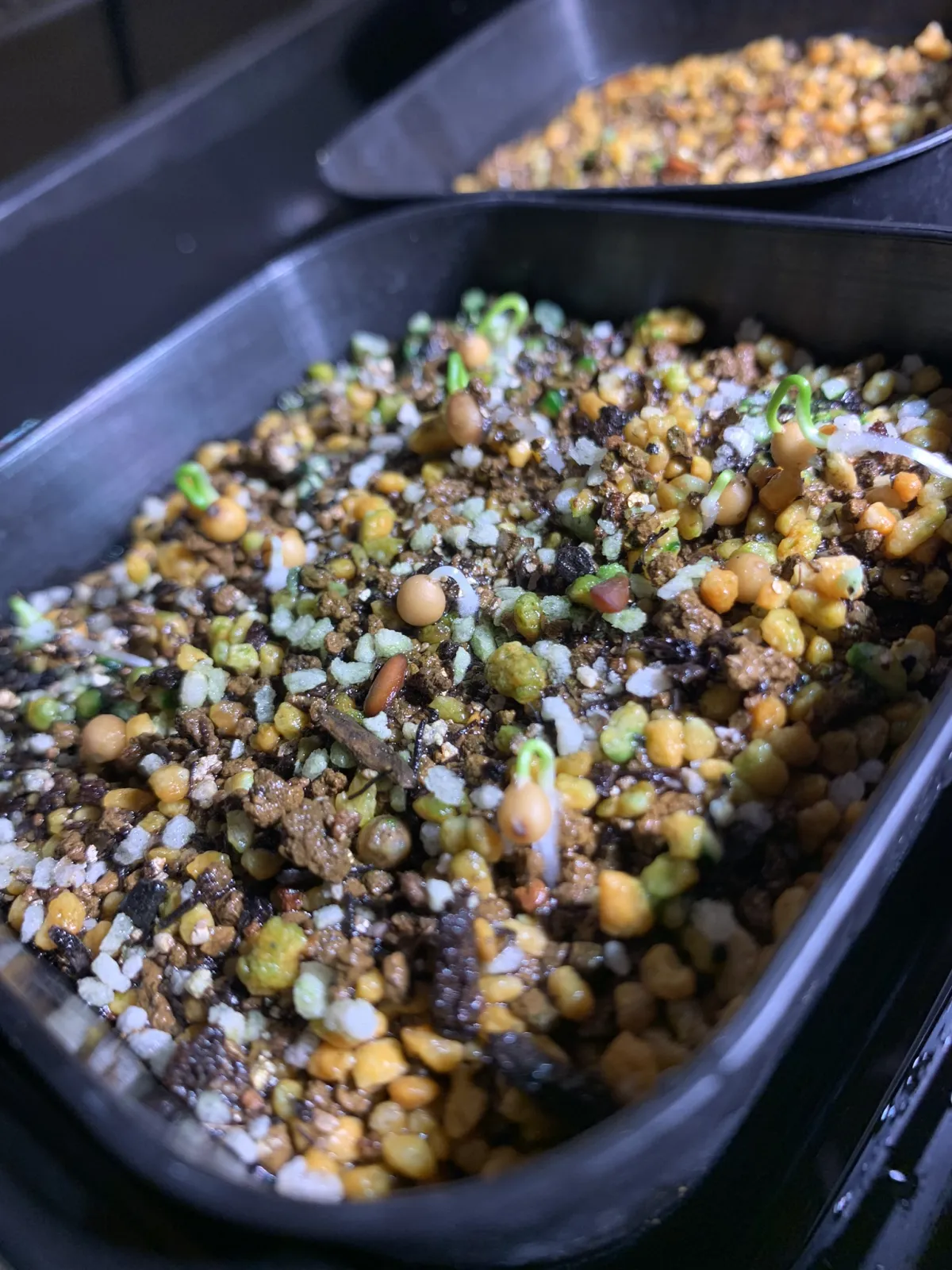 Nolina nelsonii (ノリナ ネルソニー)