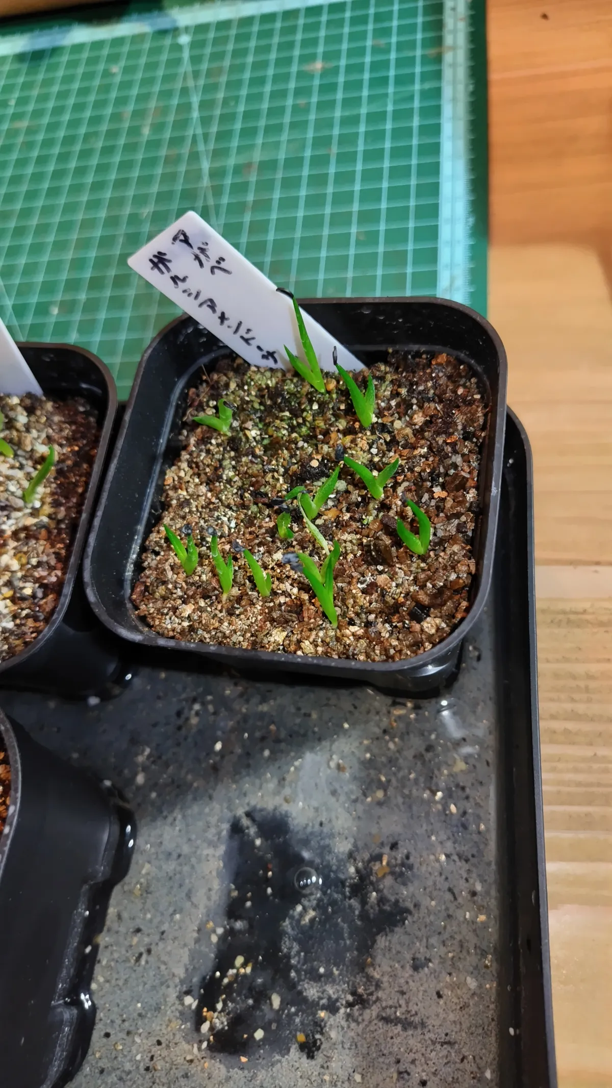 Agave garciae-mendozae (アガベ ガルシアメンドーサ)