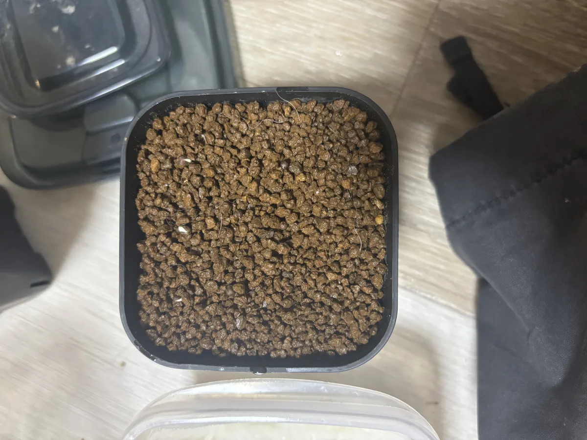 Euphorbia ferox (ユーフォルビア フェロックス)