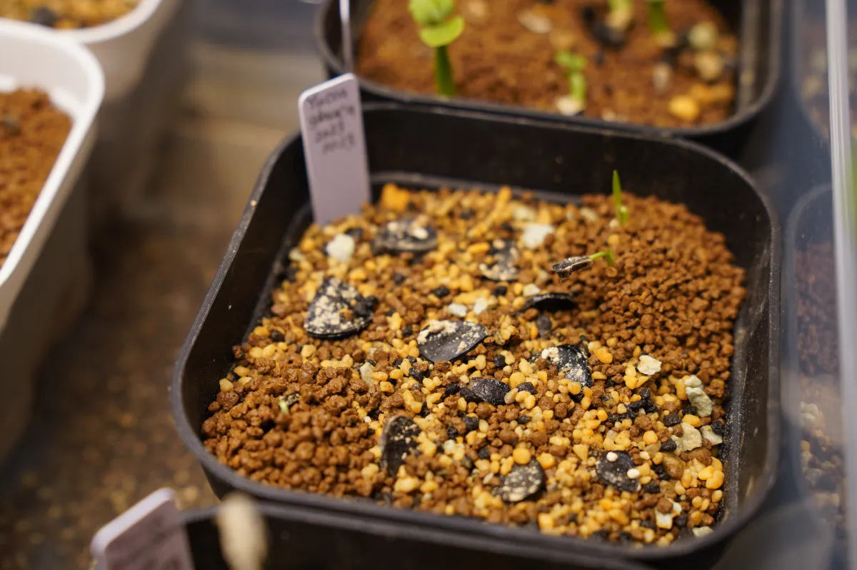 Yucca glauca (ユッカ グラウカ)