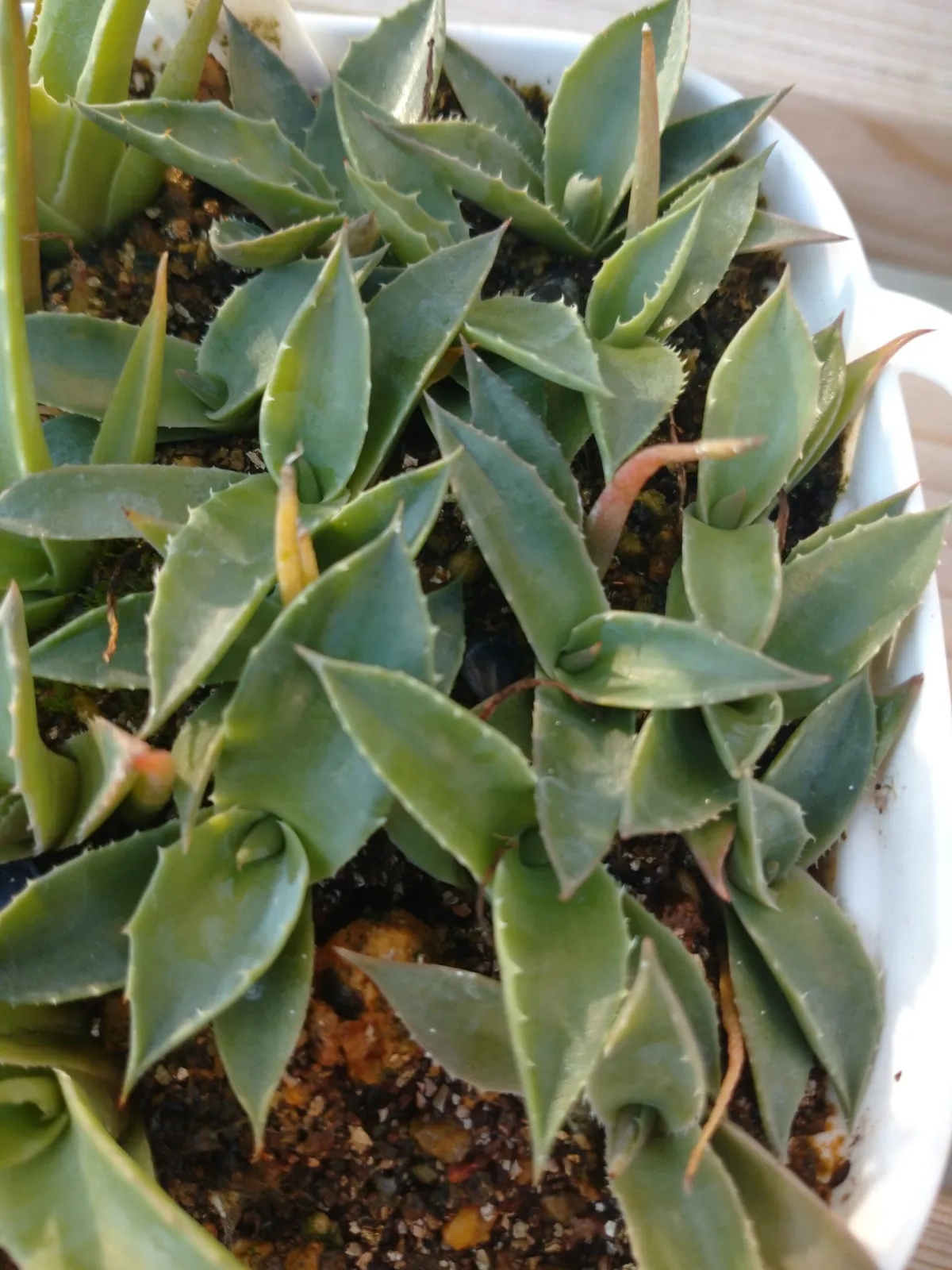 Agave gentryi La Escondida (アガベ ジェントリー ラ・エスコンディーダ)