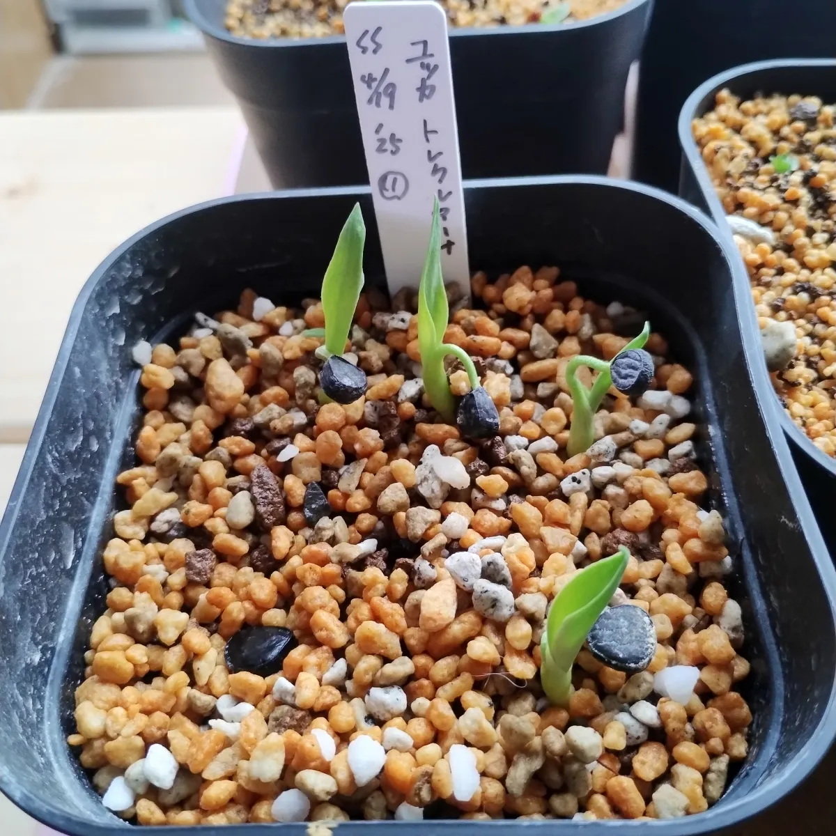 Yucca treculeana (ユッカ トレクレアーナ)