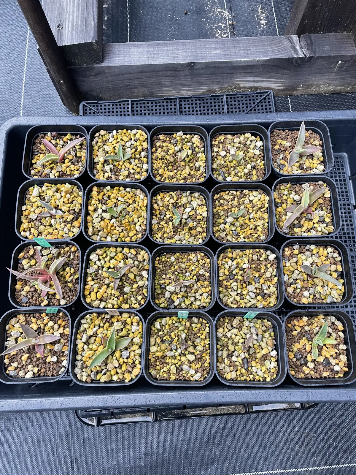 Agave parryi subsp. parryi (アガベ パリー)