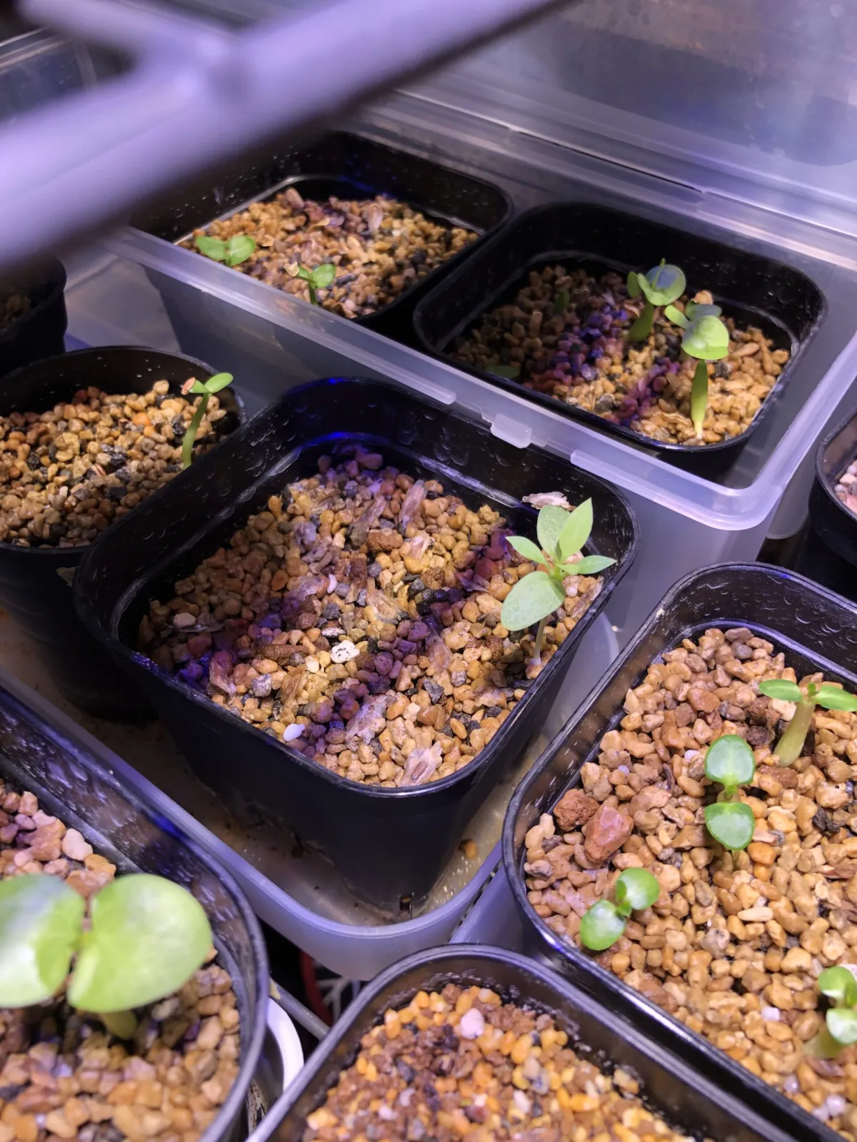 Fouquieria burragei (フォークイエリア ブラゲイ ピンク)