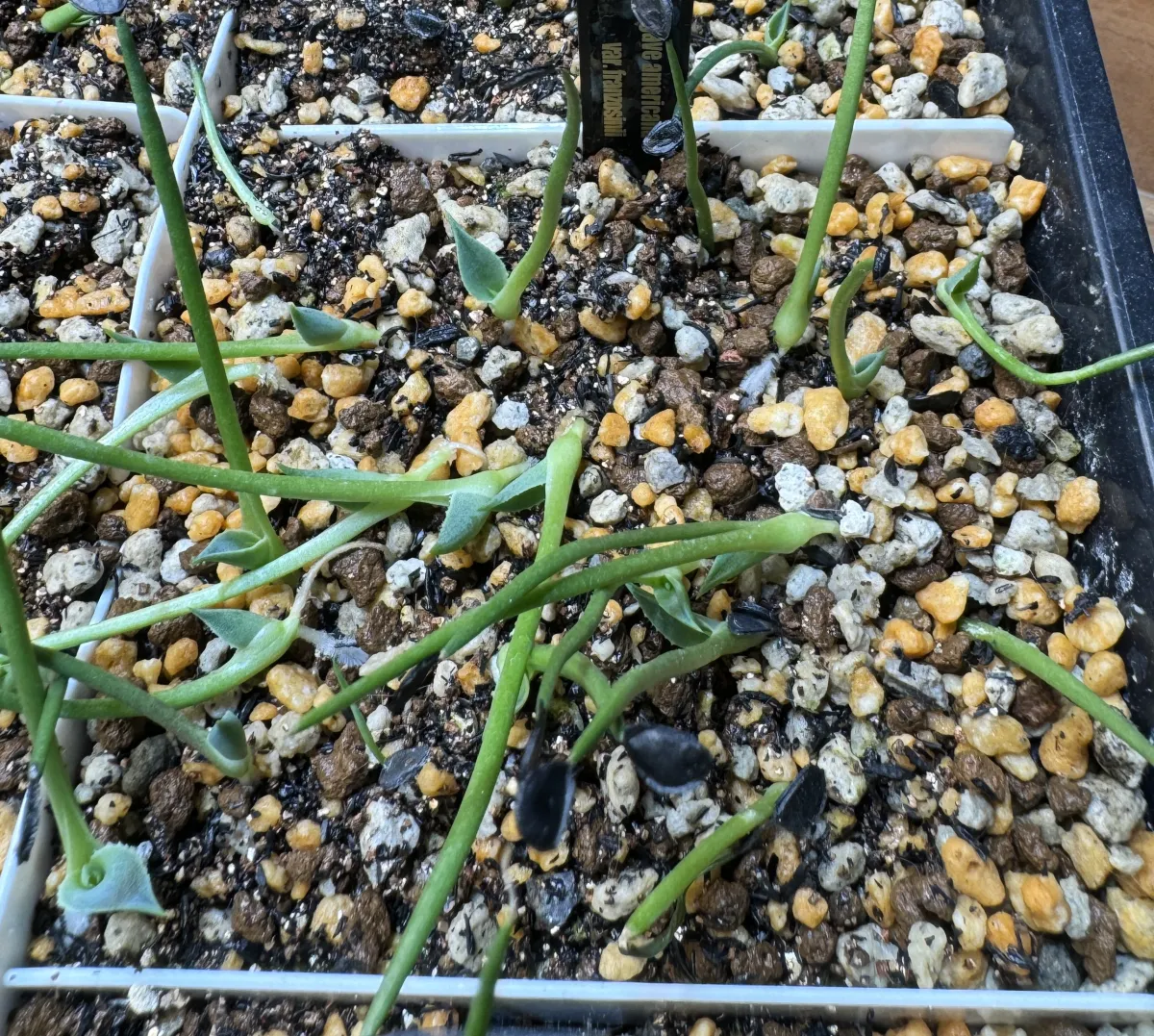 Agave americana var. franzosinii (アガベ フランゾシニー)