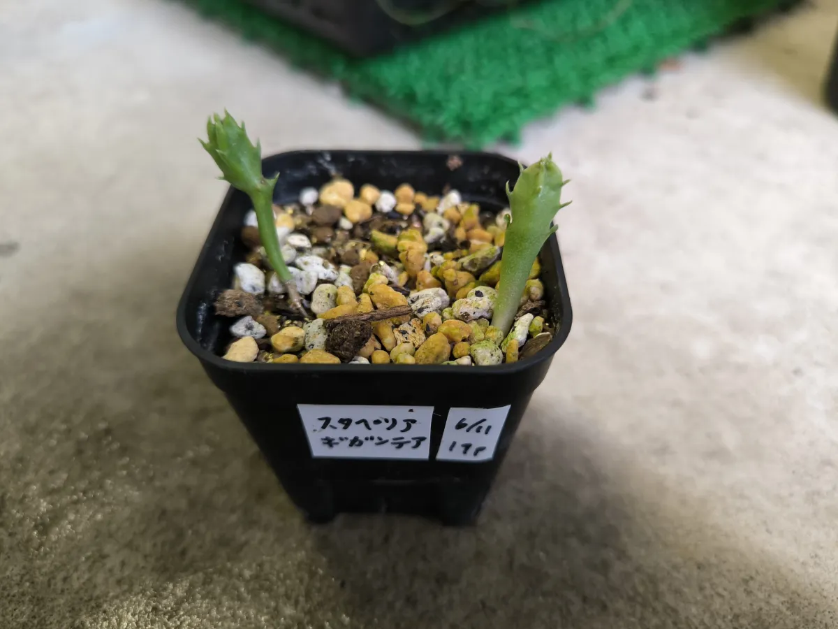 Stapelia gigantea (スタペリア ギガンテア)