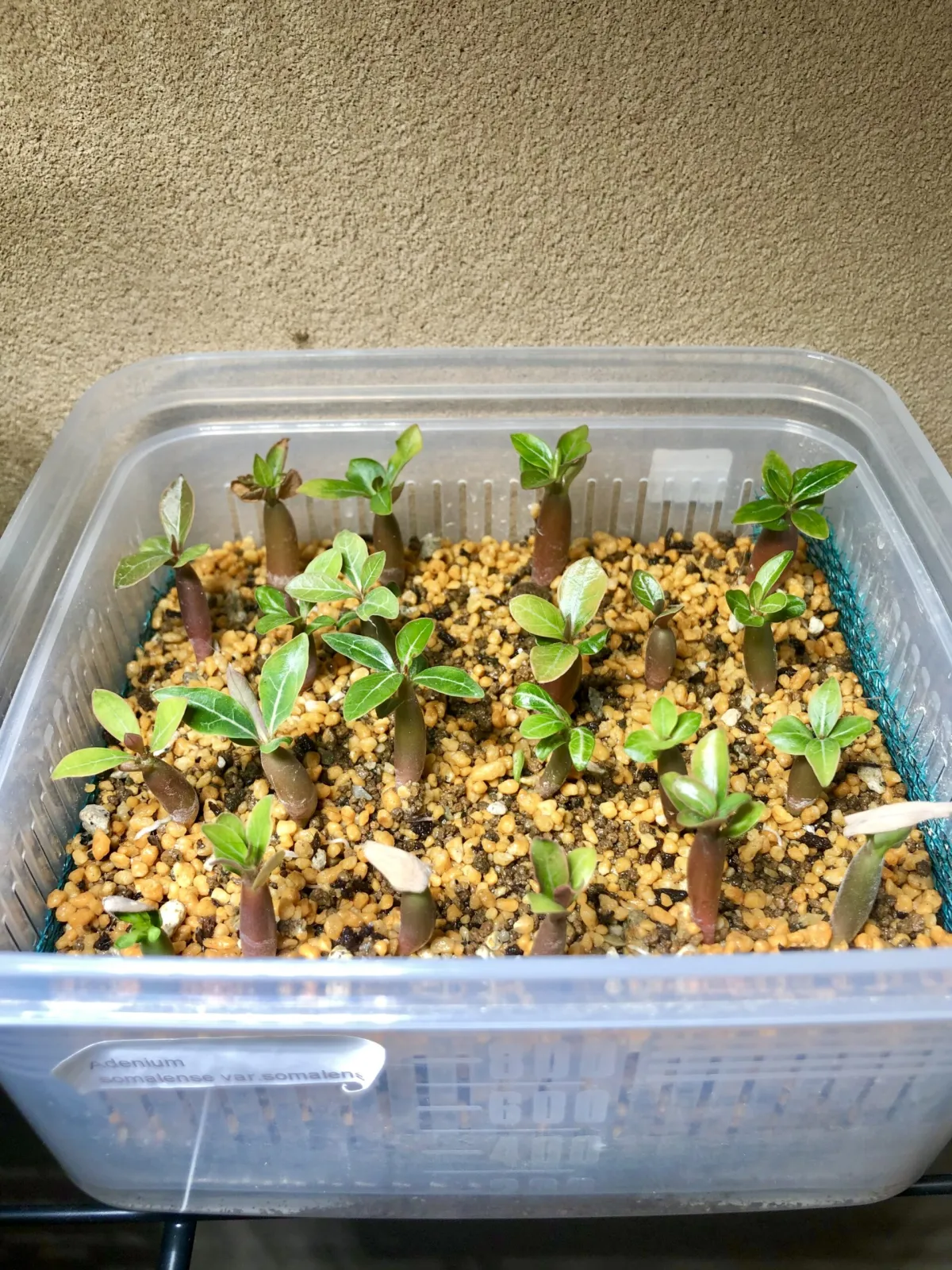 Adenium somalense var. somalense (アデニウム ソマレンセ)