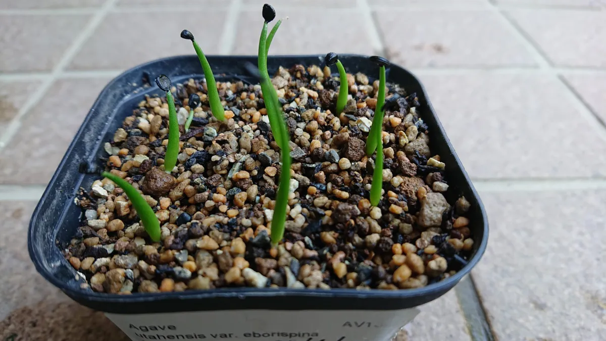 Agave utahensis var. eborispina (アガベ エボリスピナ)