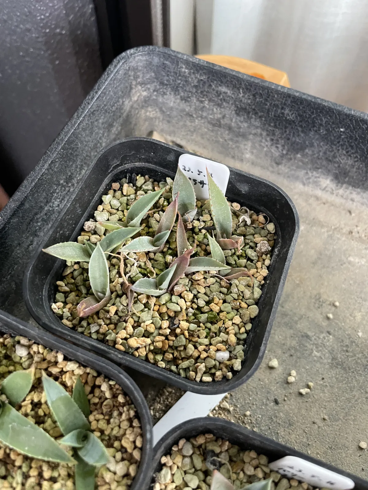 Agave parrasana (アガベ パラサナ)