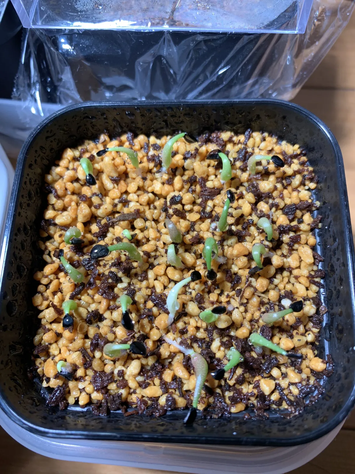 Agave oteroi (アガベ オテロイ)