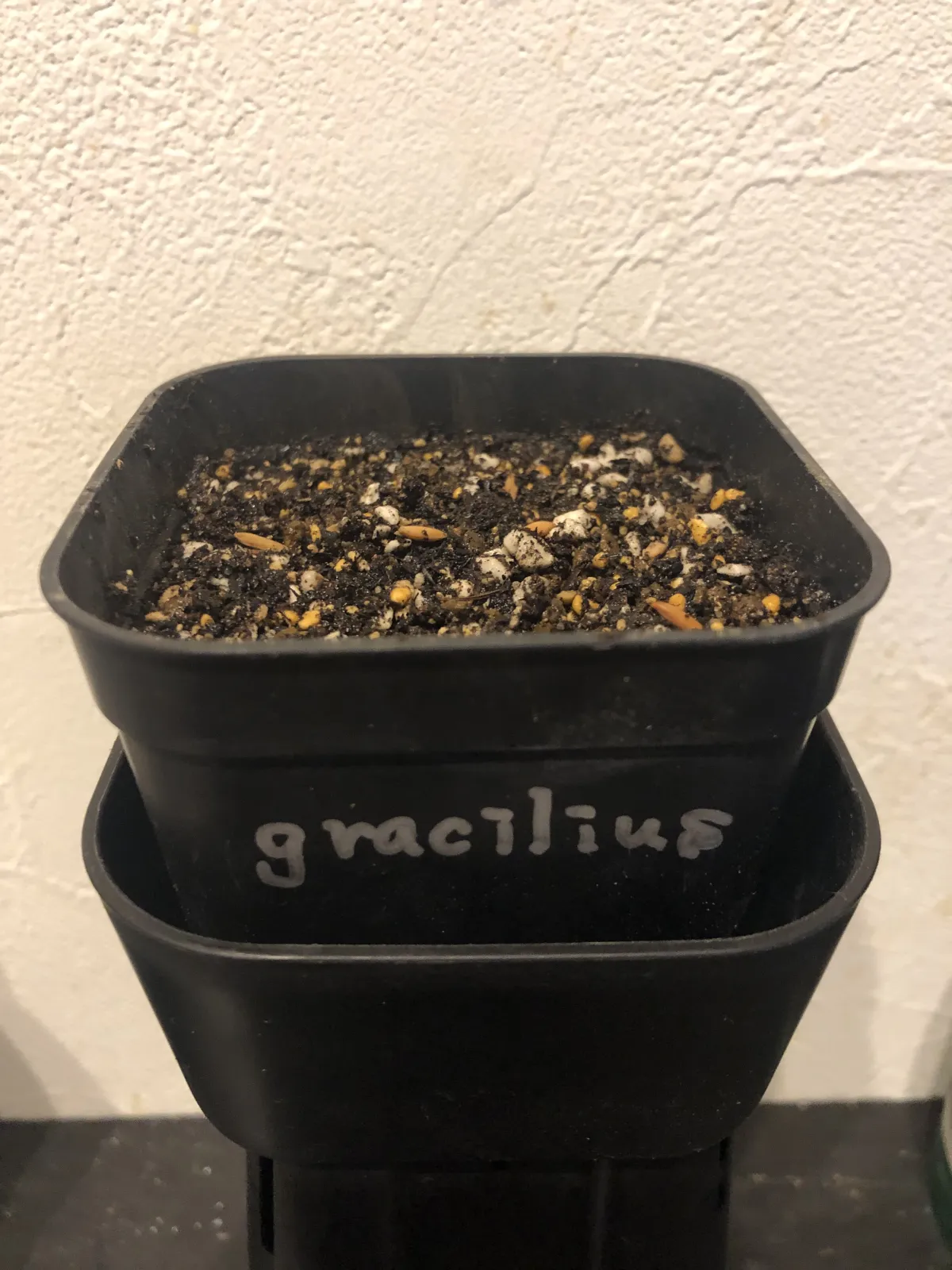 [無料種子] 発芽難 パキポディウム グラキリス　 Pachypodium rosulatum var. gracilius