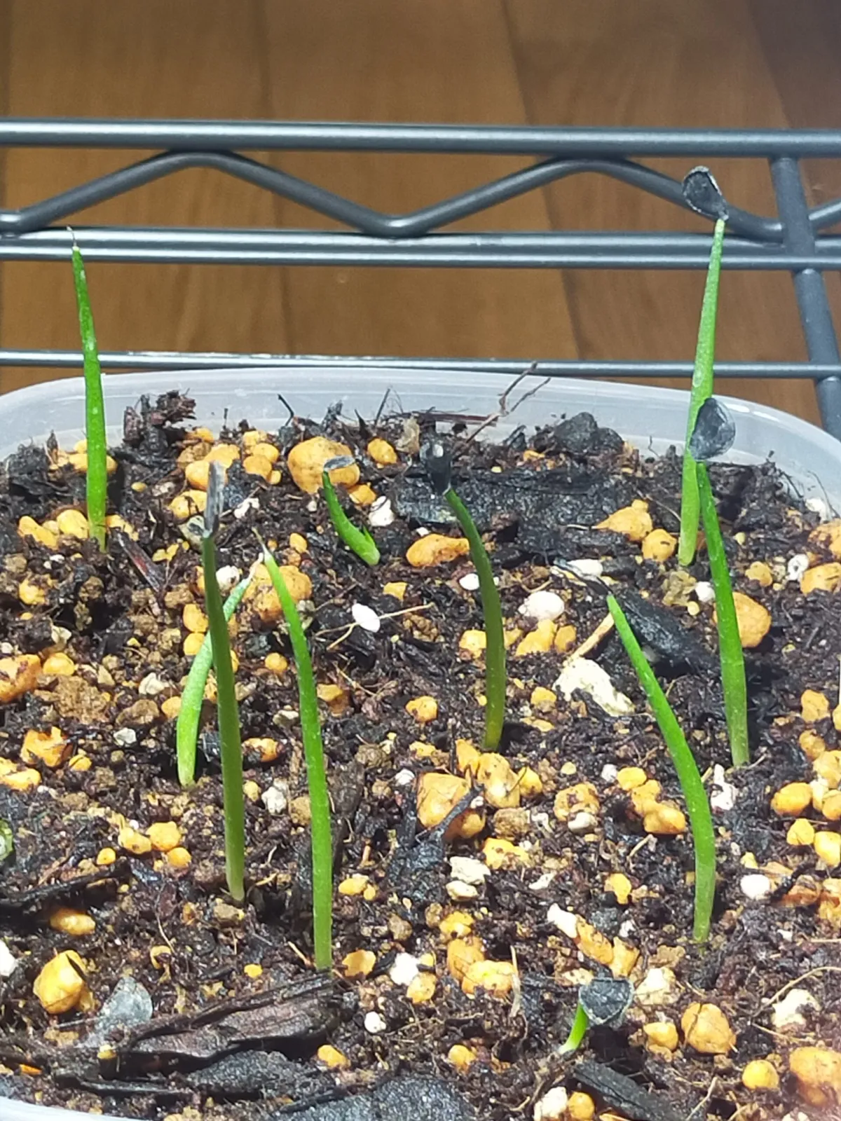 Agave horrida ssp. horrida (アガベ ホリダ)