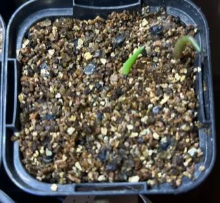 Agave titanota 'Blue' (アガベ チタノタブルー)