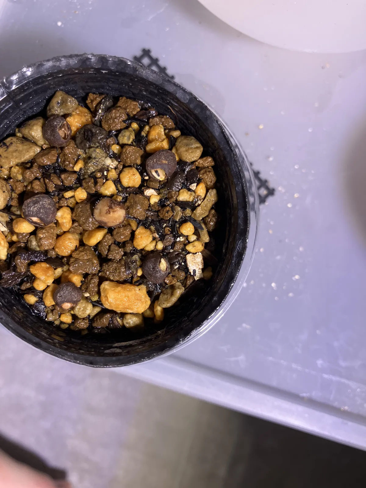 Operculicarya pachypus (オペルクリカリア パキプス)