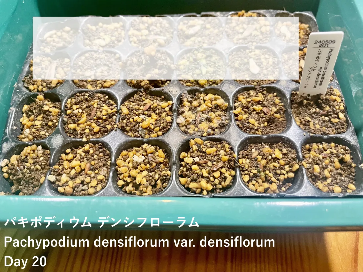 Pachypodium densiflorum var. densiflorum (パキポディウム デンシフローラム)