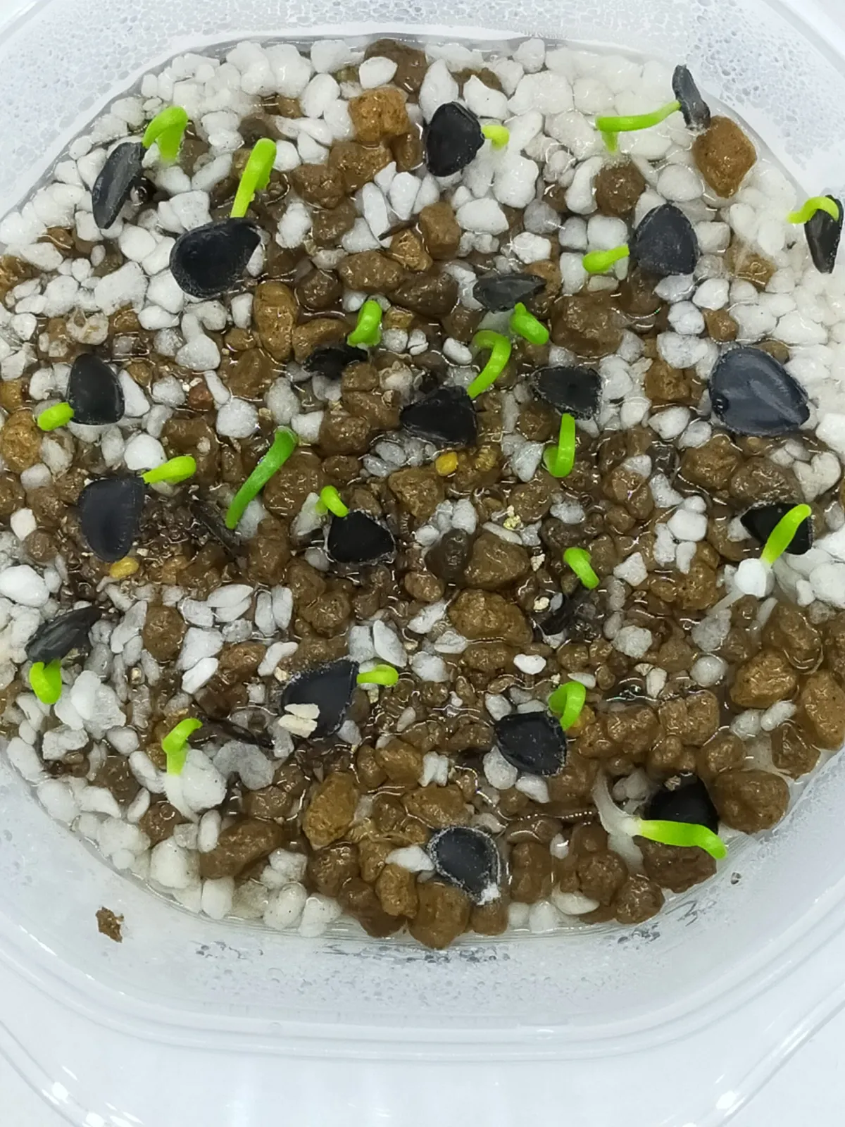 Agave mapisaga (アガベ マピサガ)