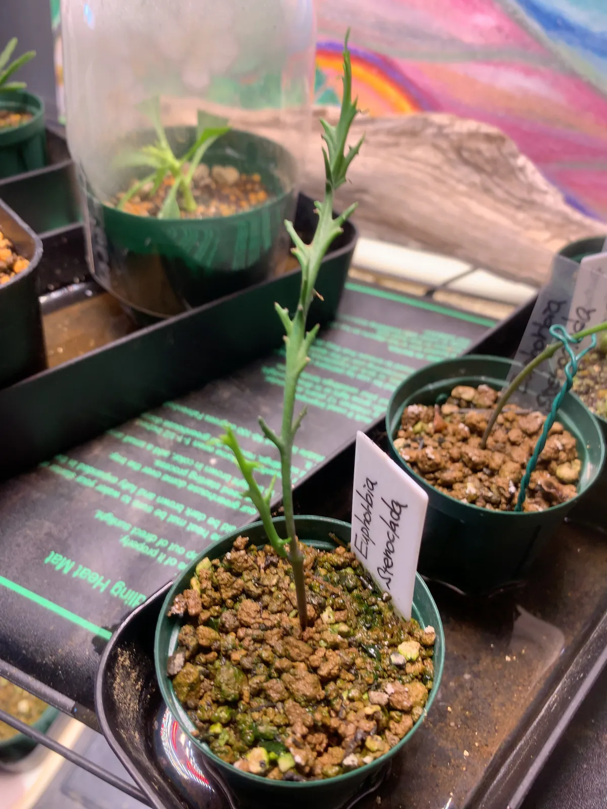 Euphorbia stenoclada subsp. stenoclada (ユーフォルビア ステノクラーダ)