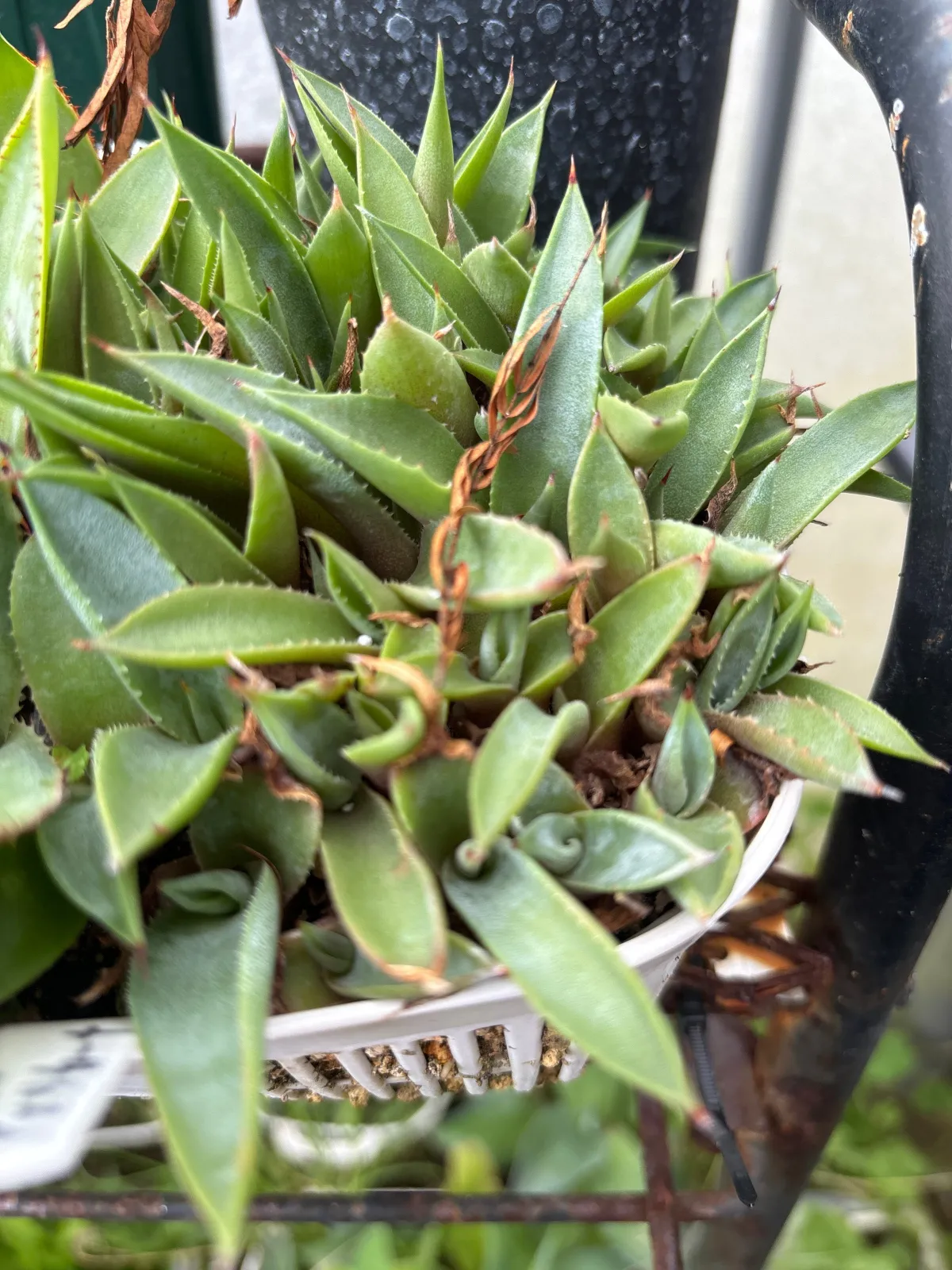 Agave americana ssp. protoamericana (アガベ プロトアメリカーナ)