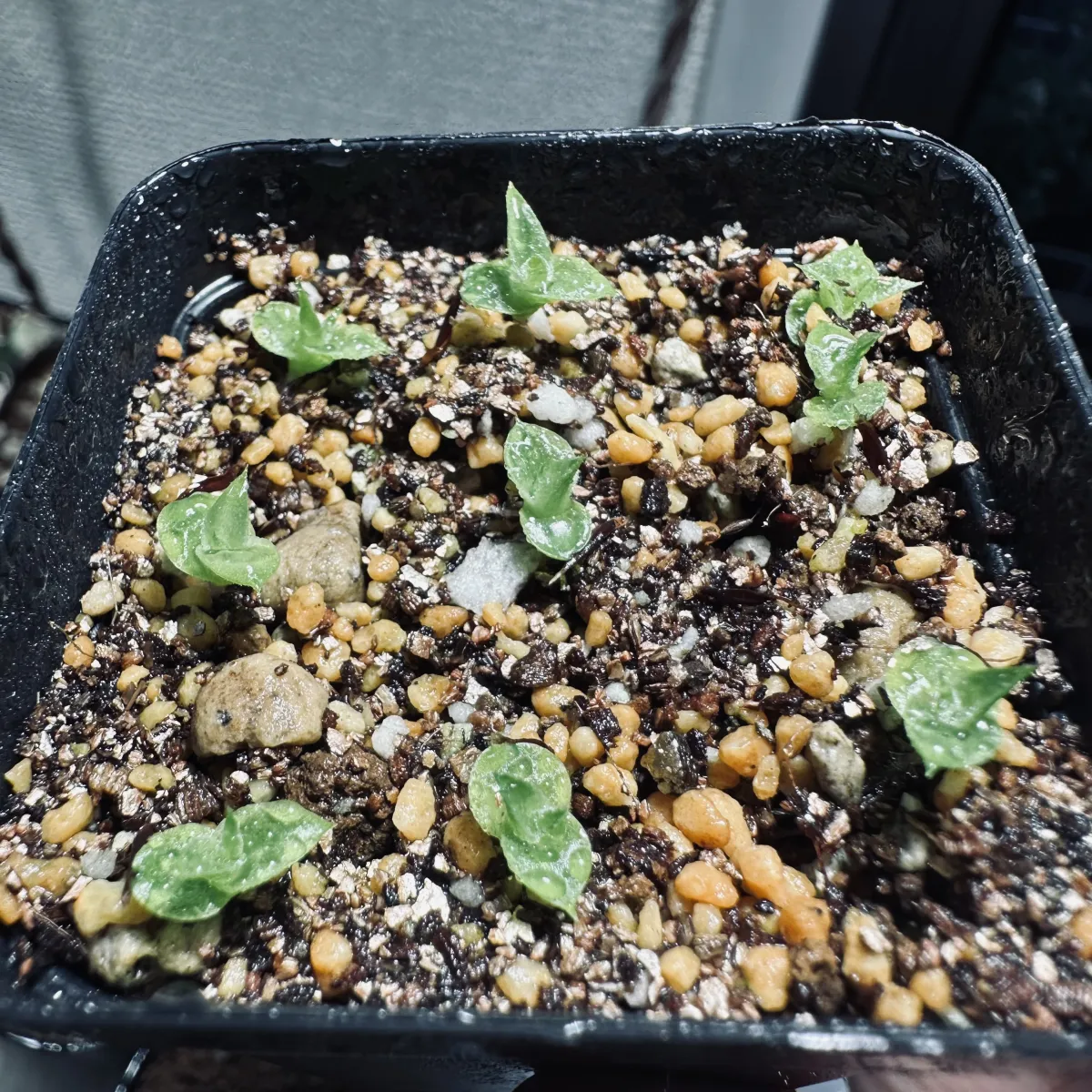 Hechtia glomerata (ヘクチア グロメラータ)